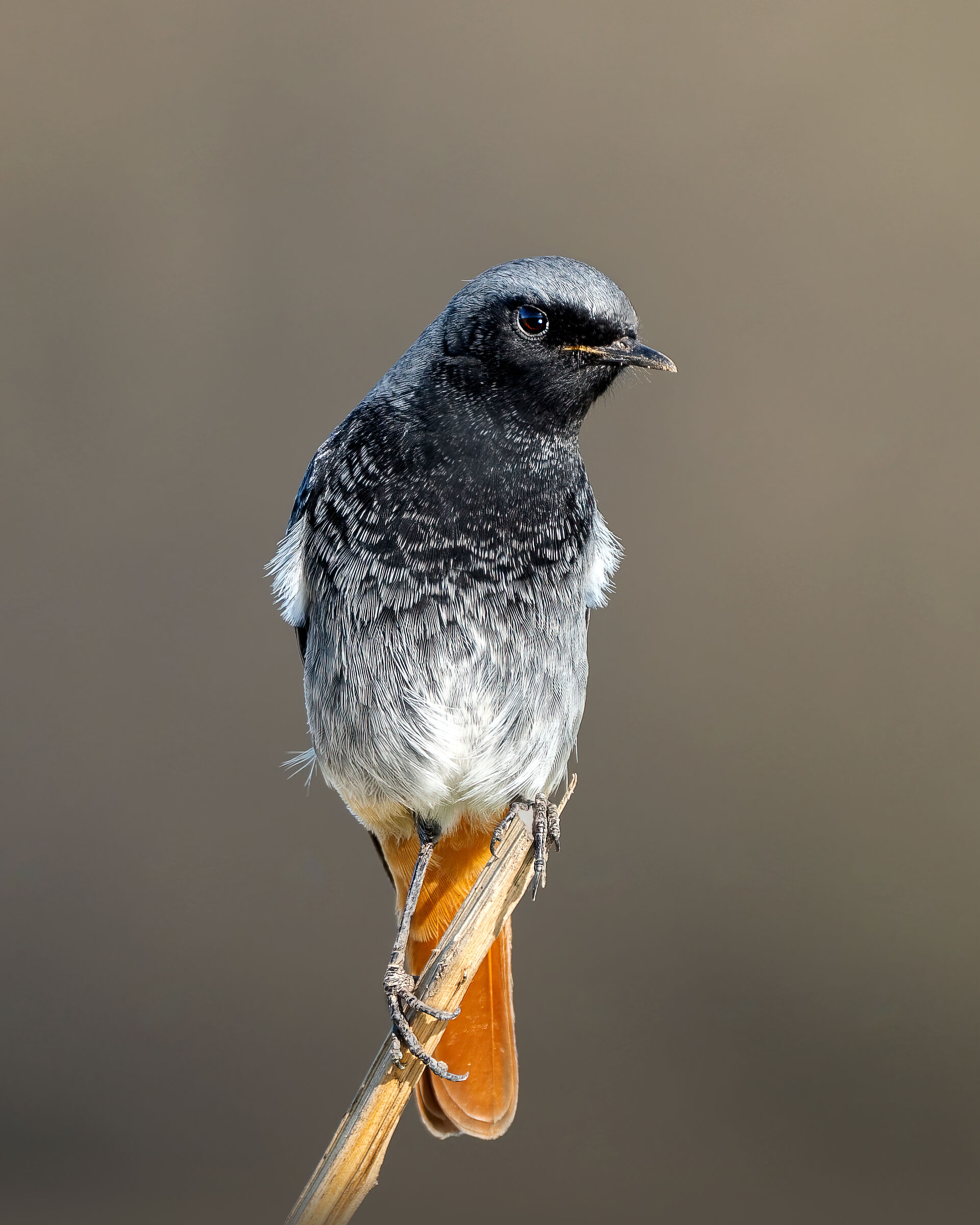 Codirosso Spazzacamino