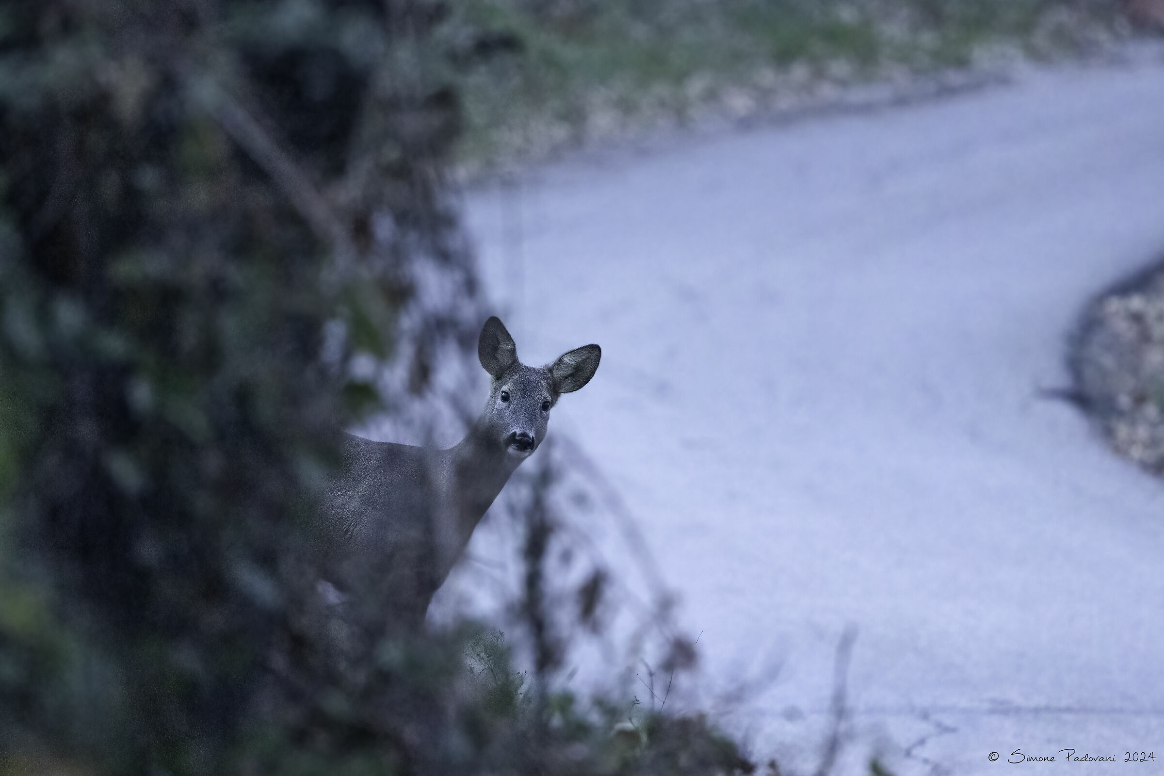 Occhiatina prima di attraversare....