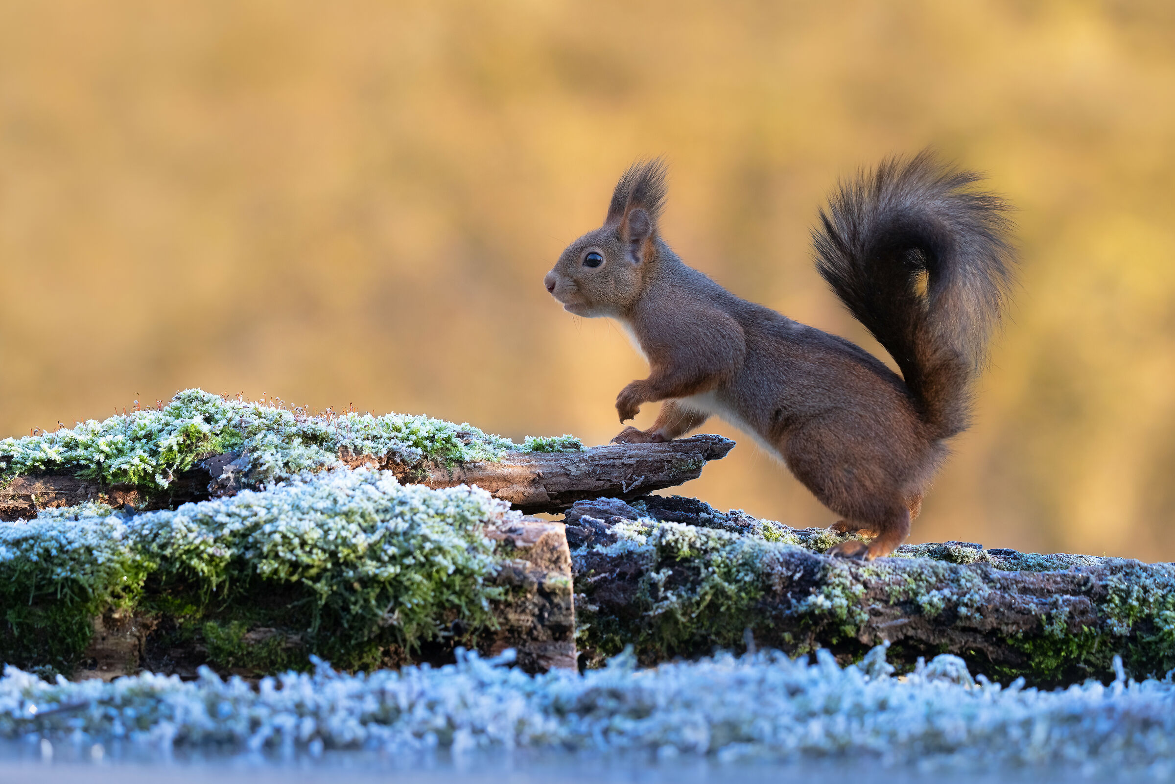 Common Squirrel