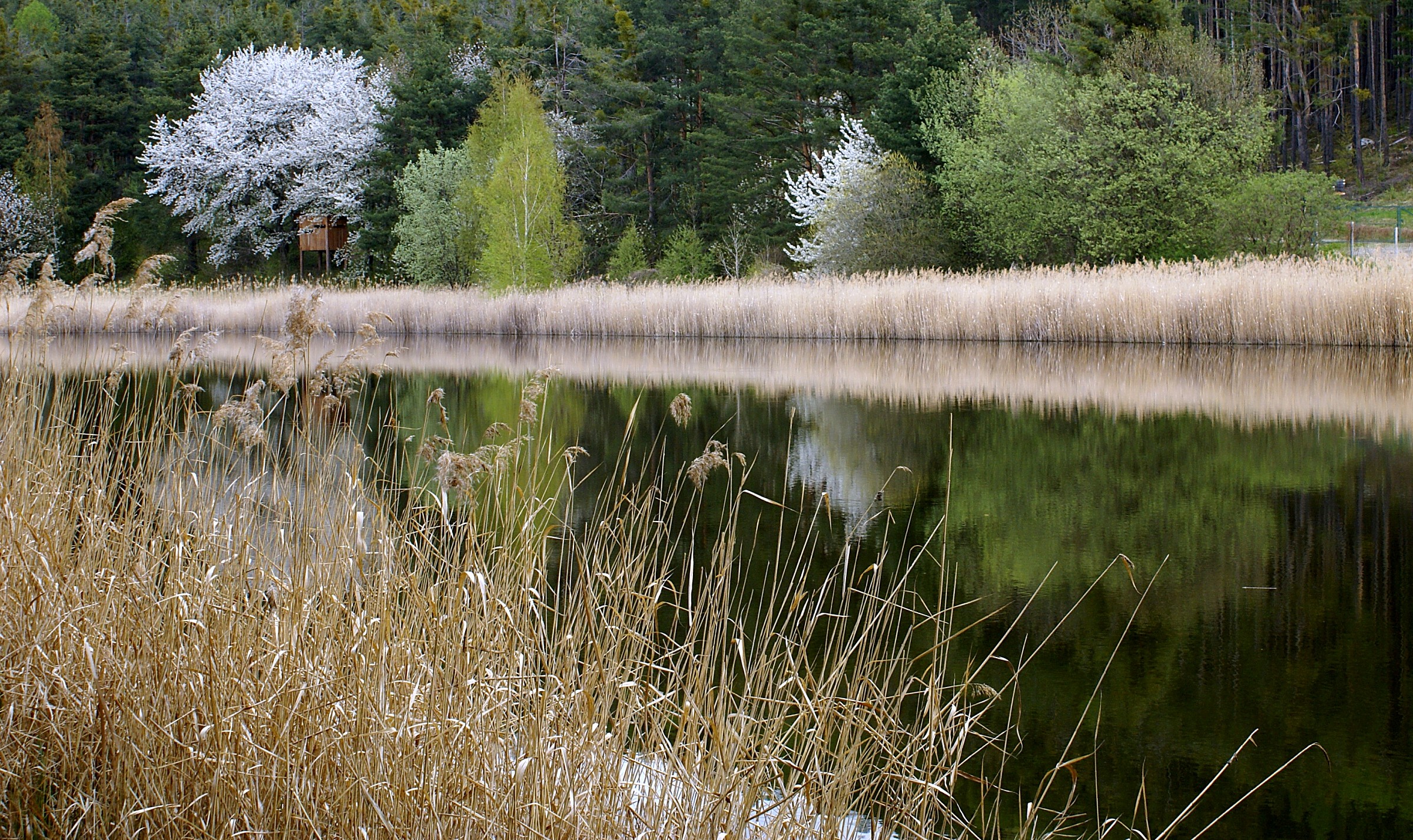 Biotope Raier Moos Rasa (Bressanone - BZ)