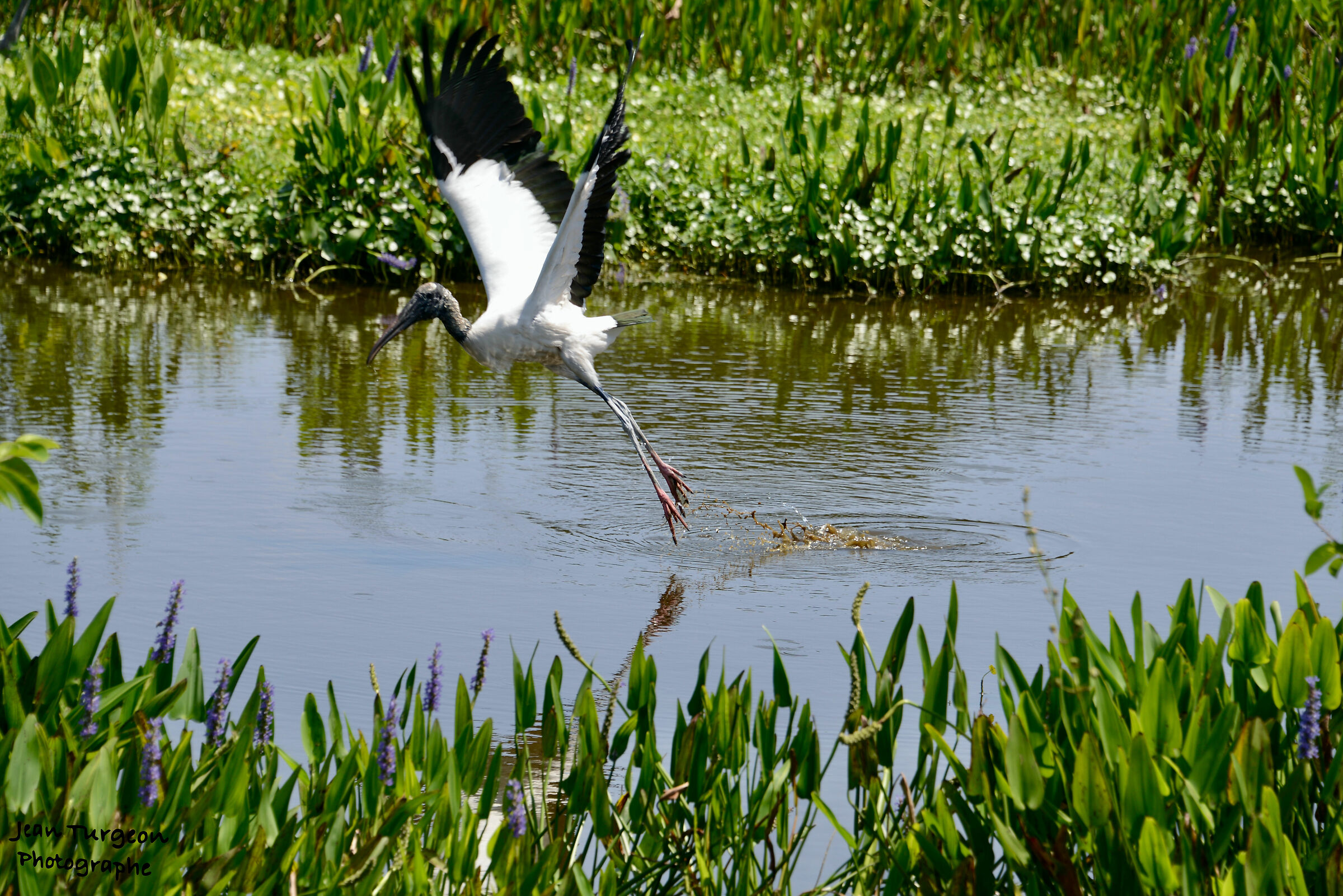 Wakodahatchee Wetlads park - Uccello volante