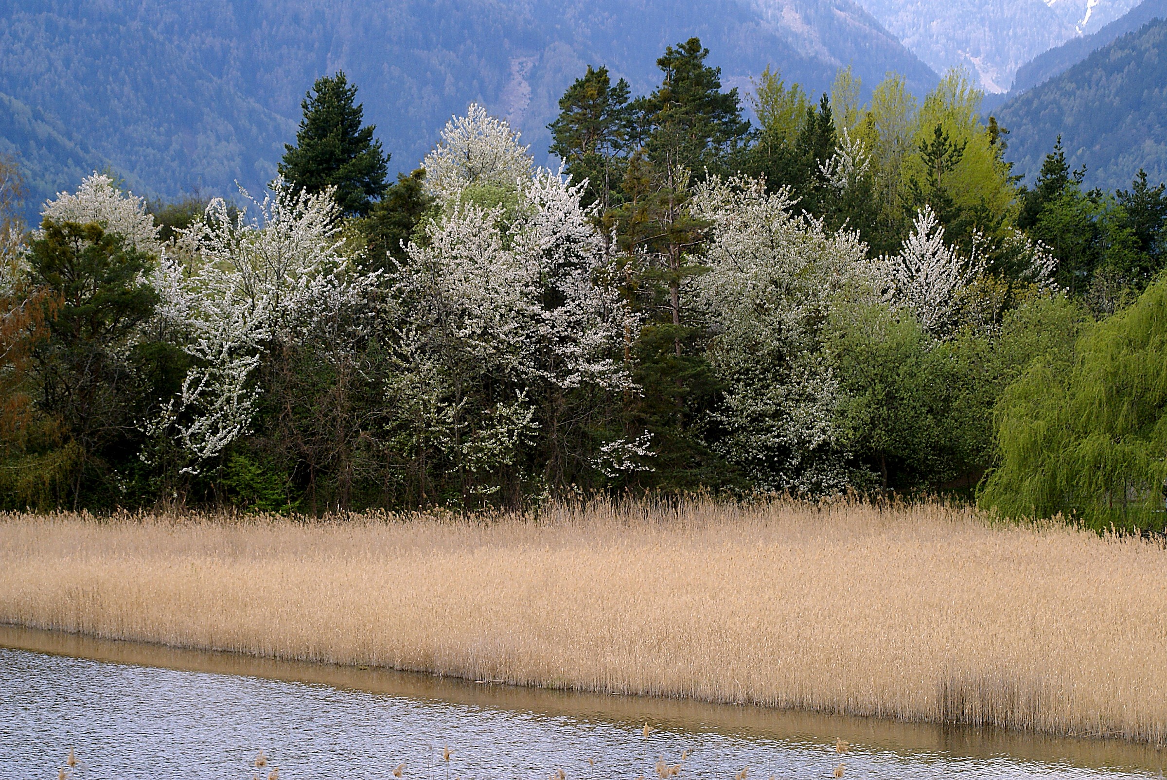 Spring Rasa (Bressanone - BZ)