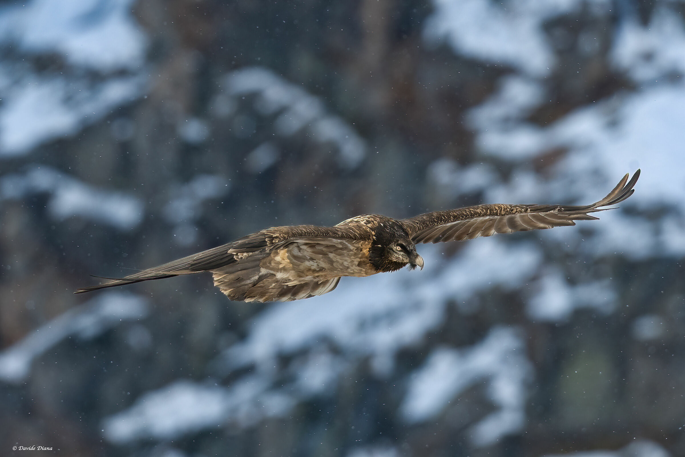 Gypaetus barbatus - Gran Paradiso National Park
