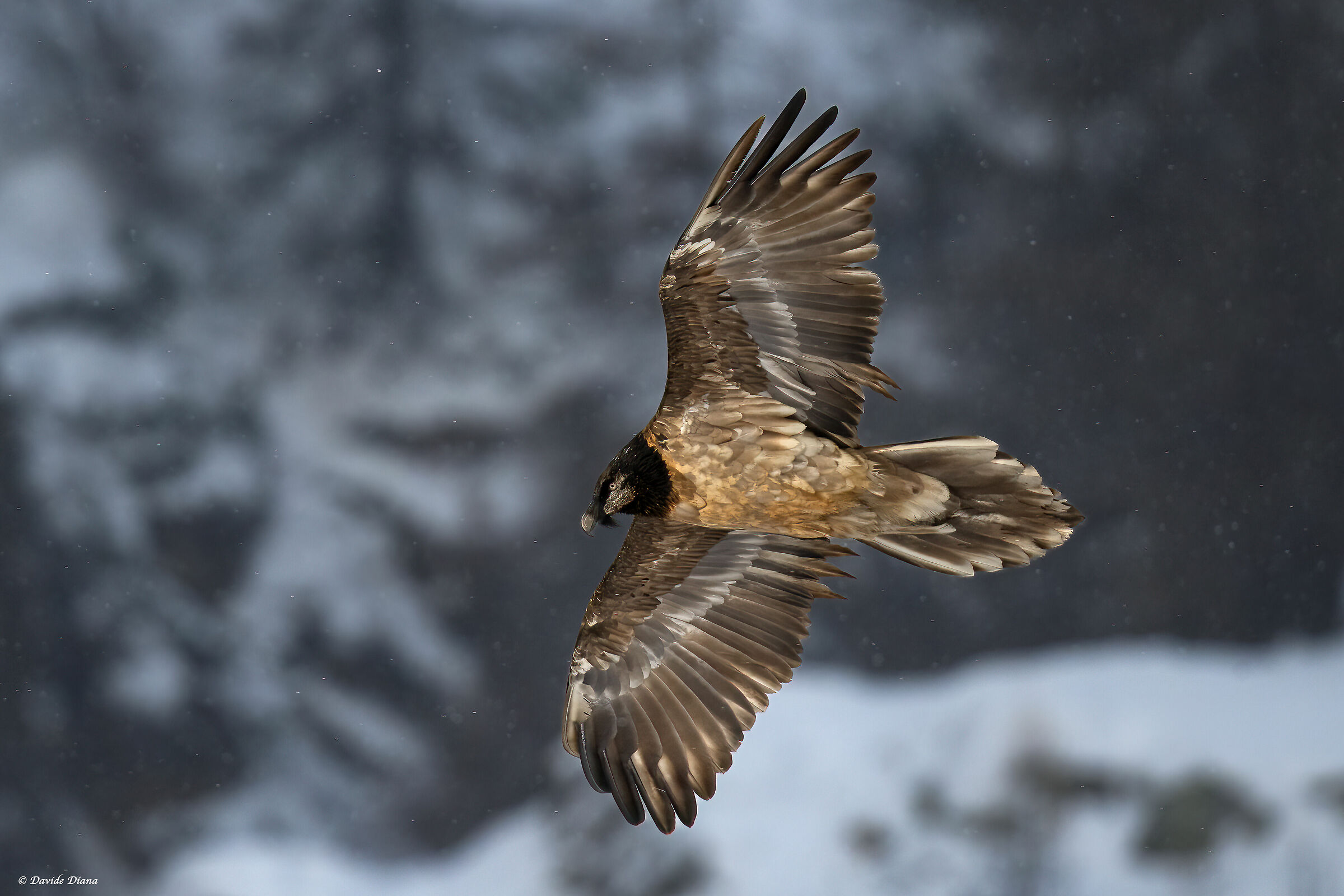 Gypaetus barbatus - Gran Paradiso National Park