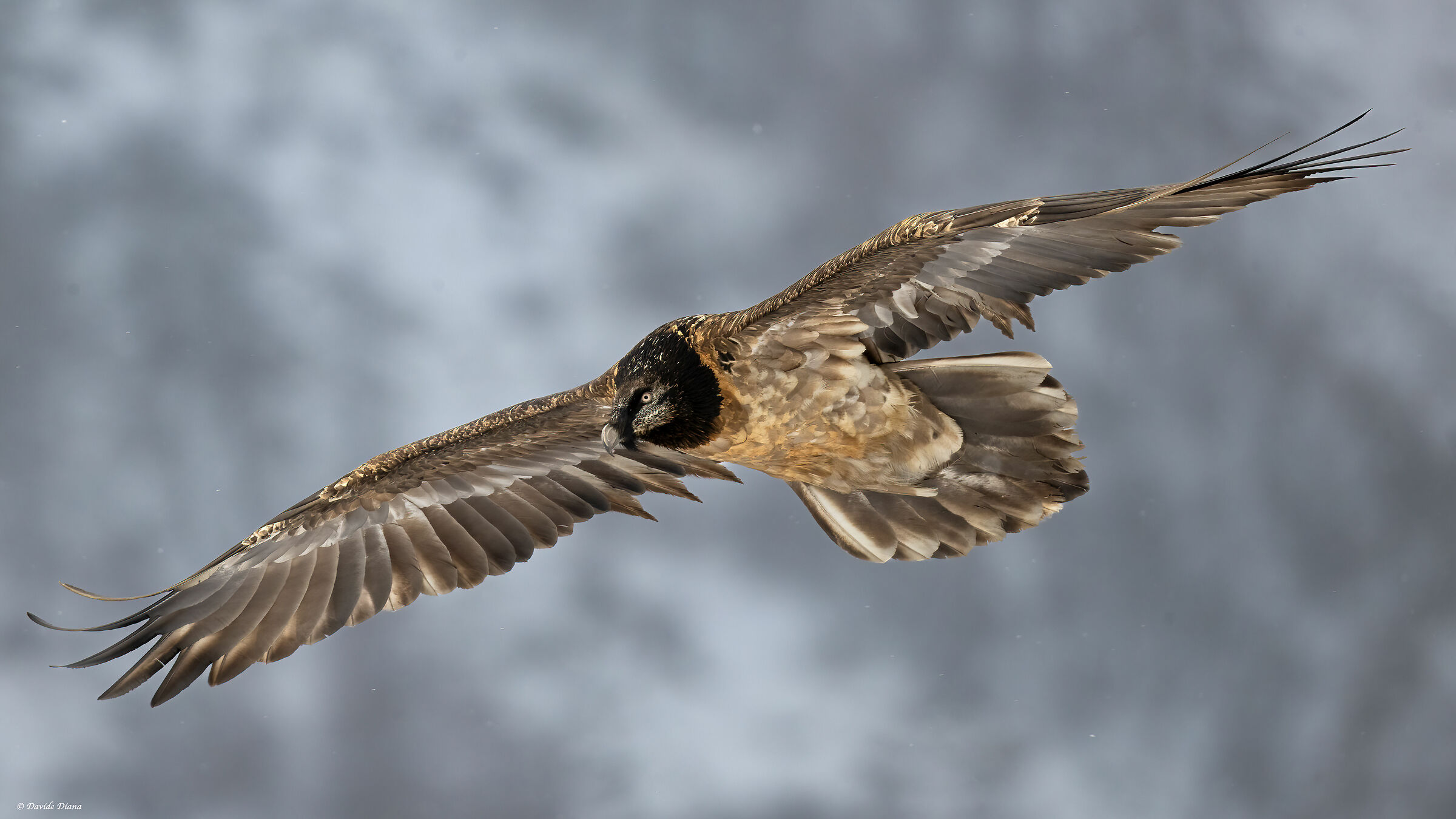 Gypaetus barbatus - Gran Paradiso National Park