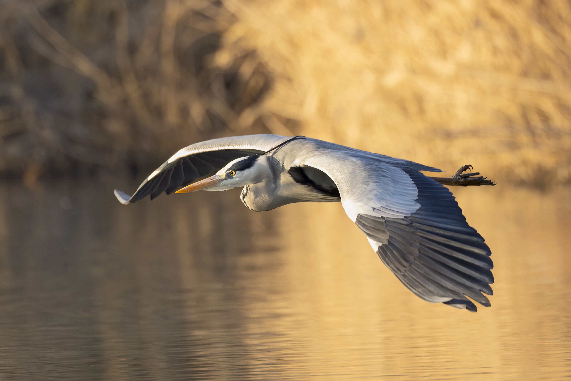 Cenerino in Primo Piano