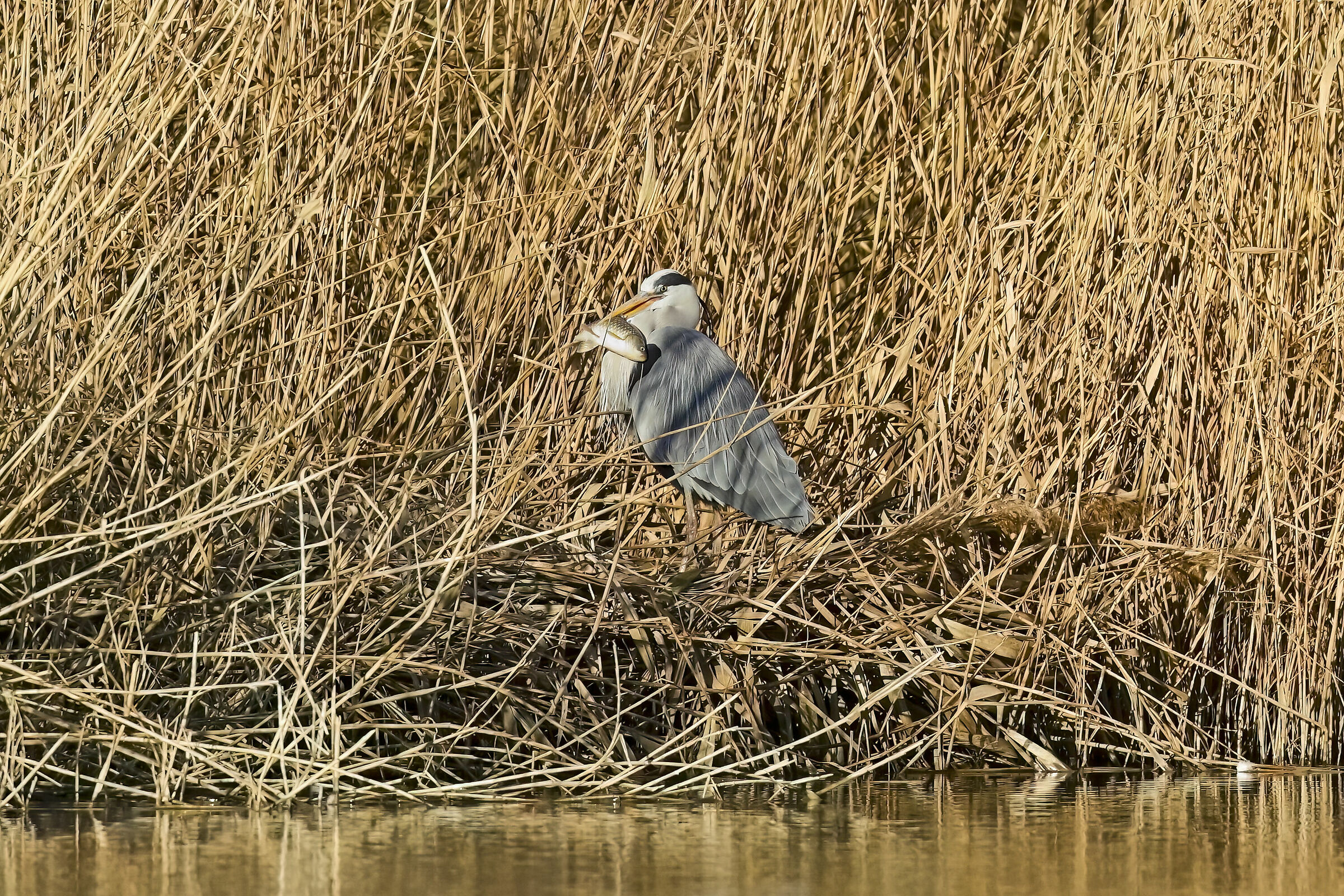 Cenerino e il bocconcino :)