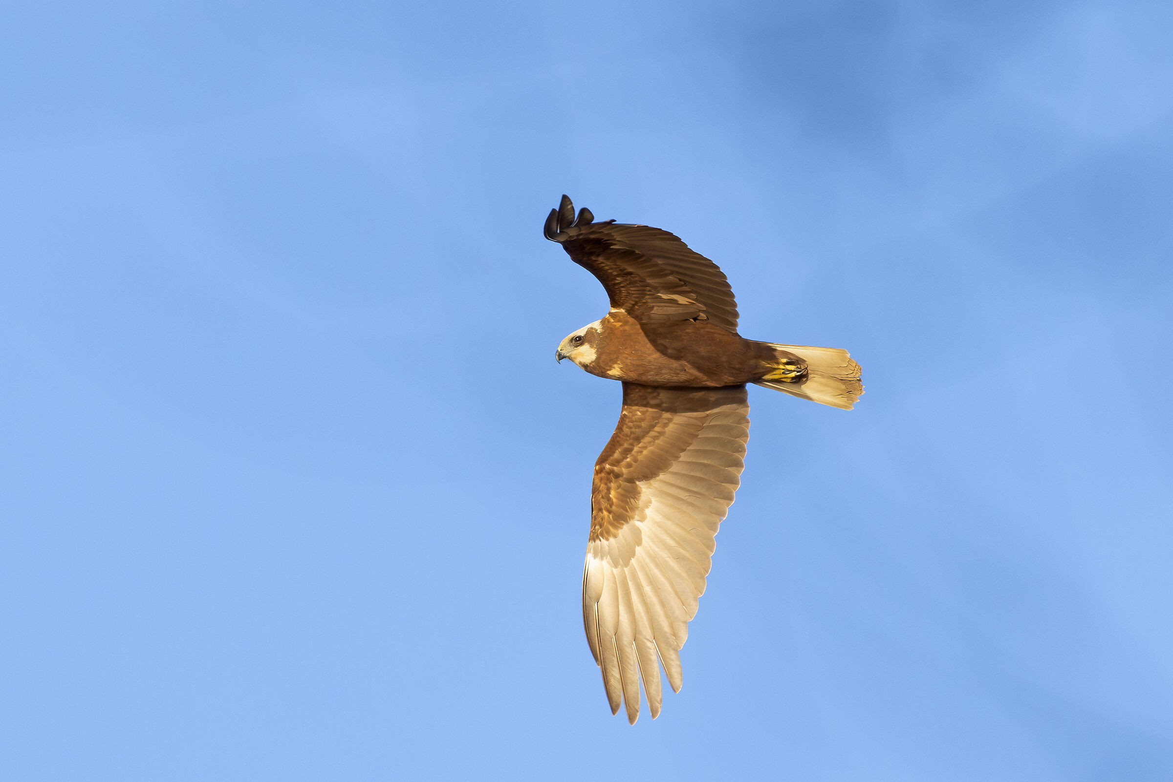 Falco di Palude-femmina uscita tra gli alberi