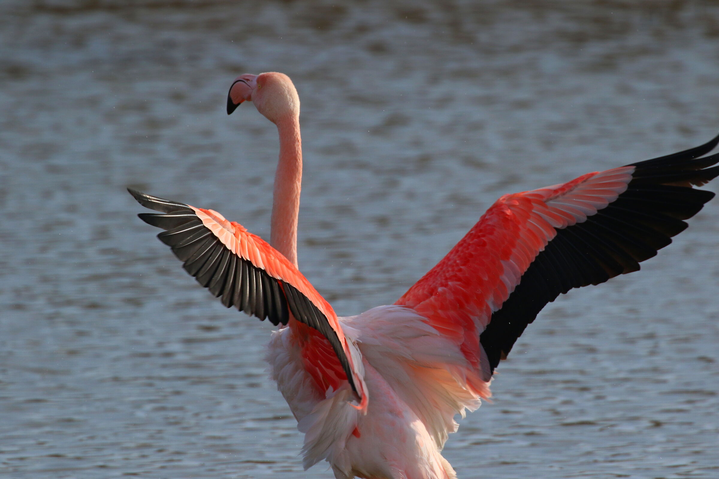 Pink Flamingo