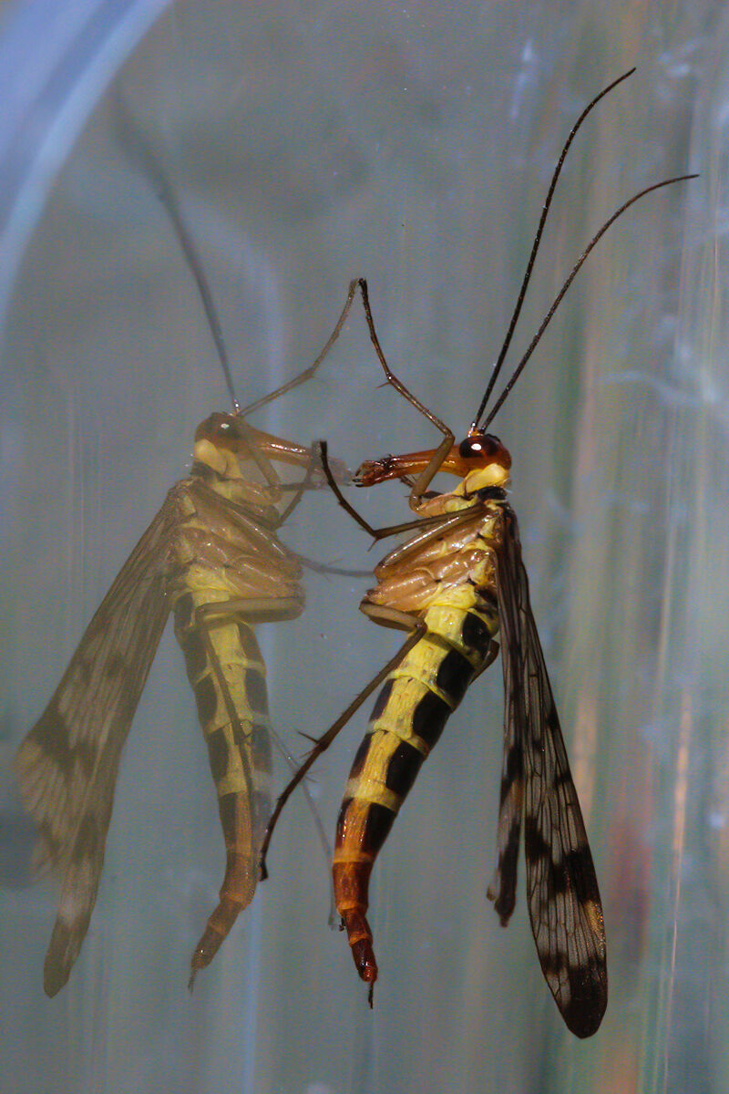 My first Macros: Panorpa sp