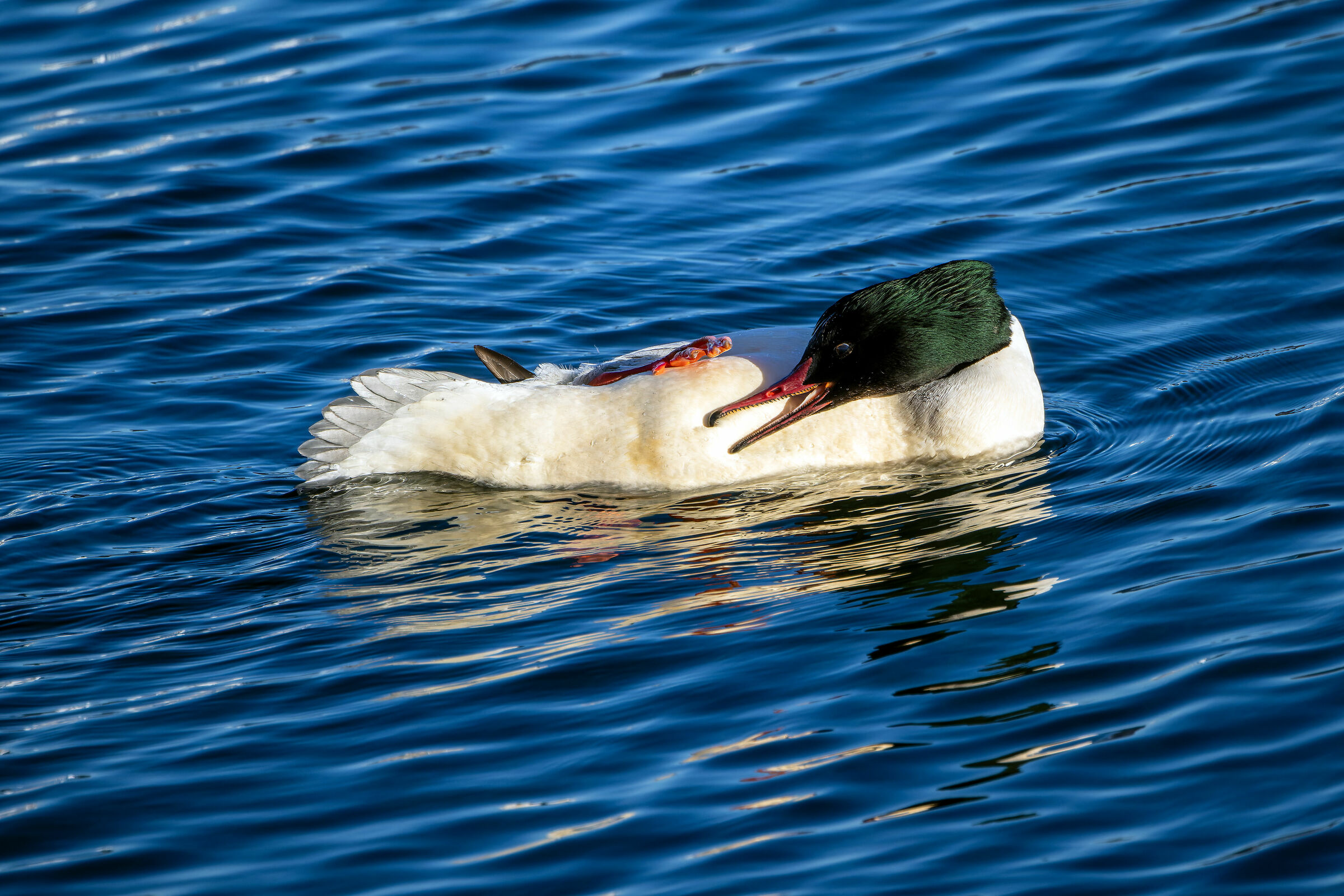 Smergo maggiore o smergo comune, (Mergus merganser)
