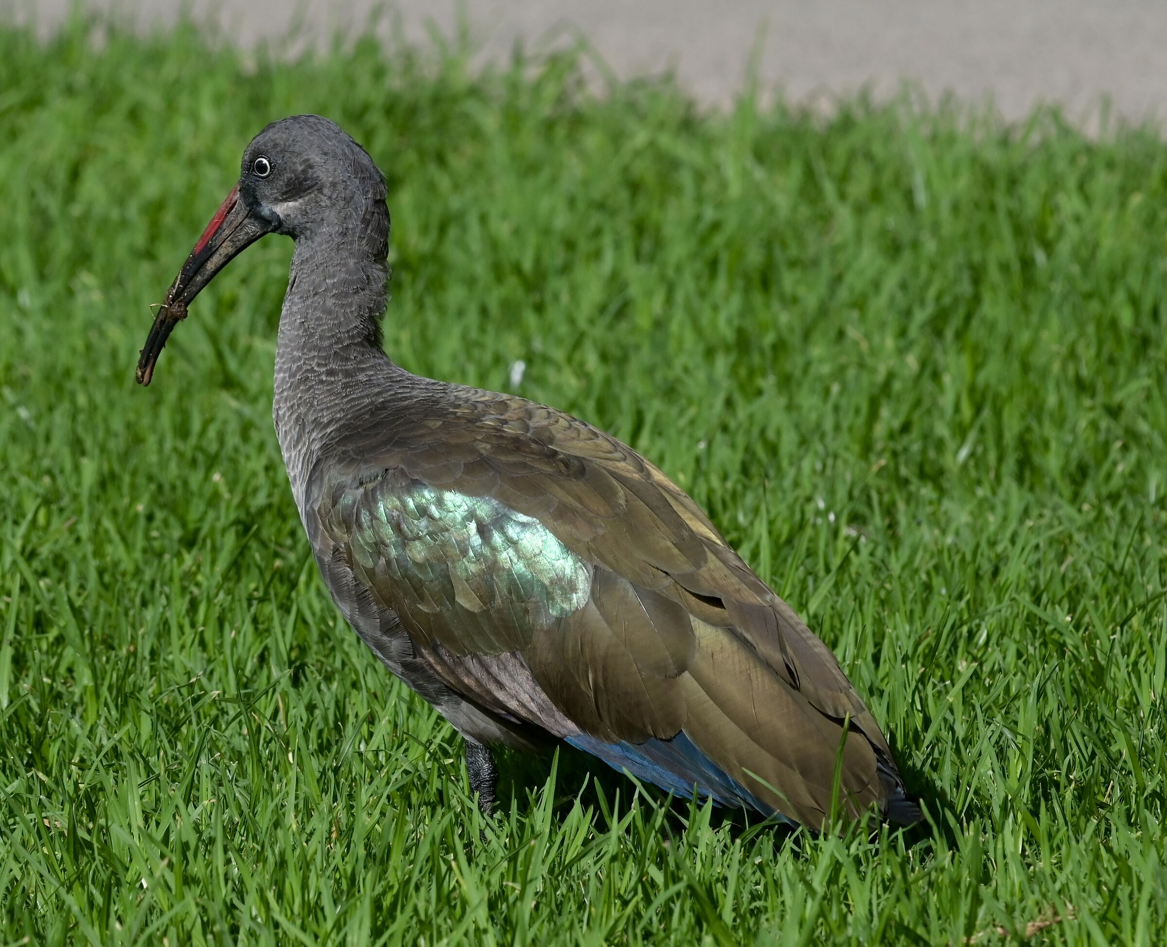 Ibis