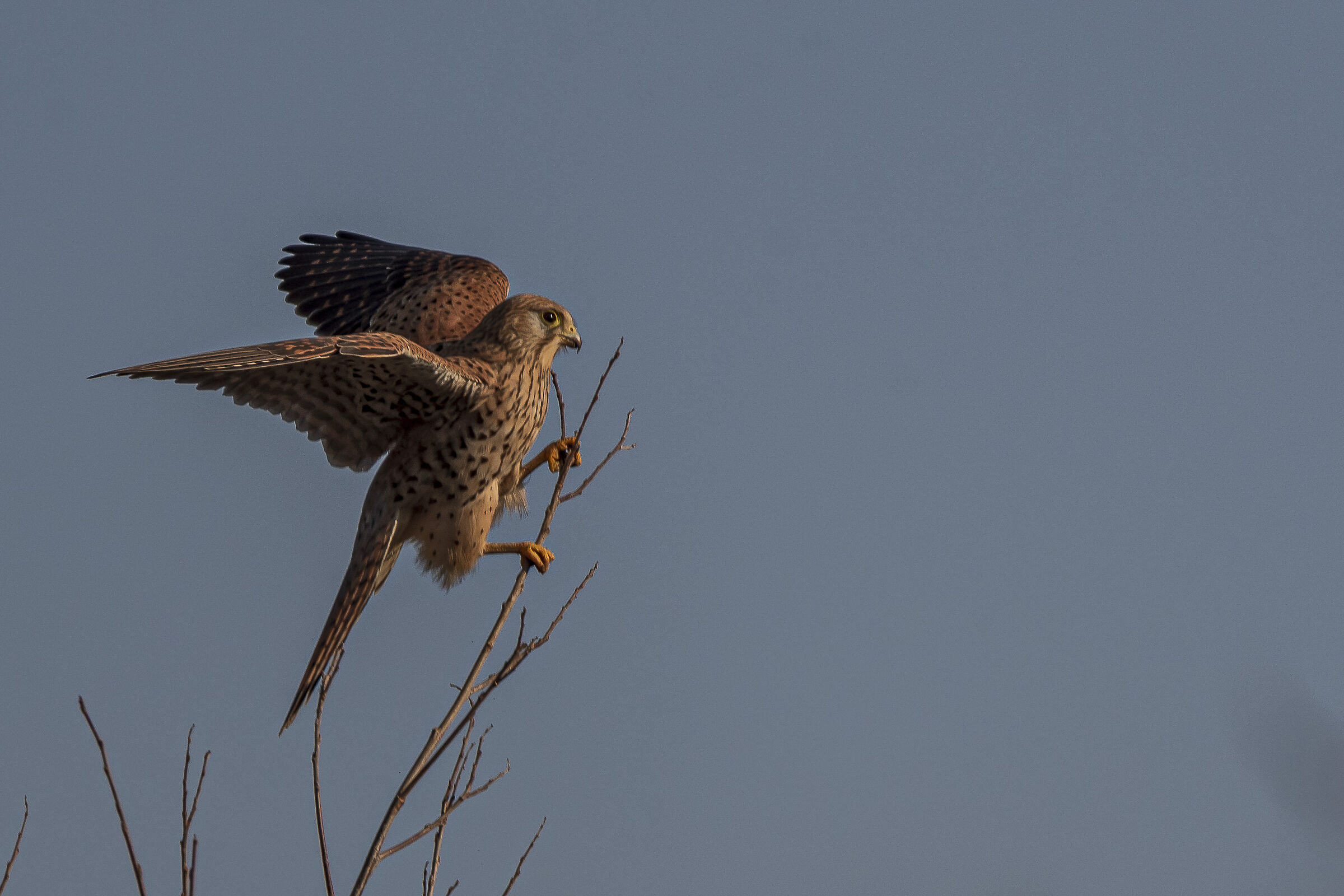 Kestrel