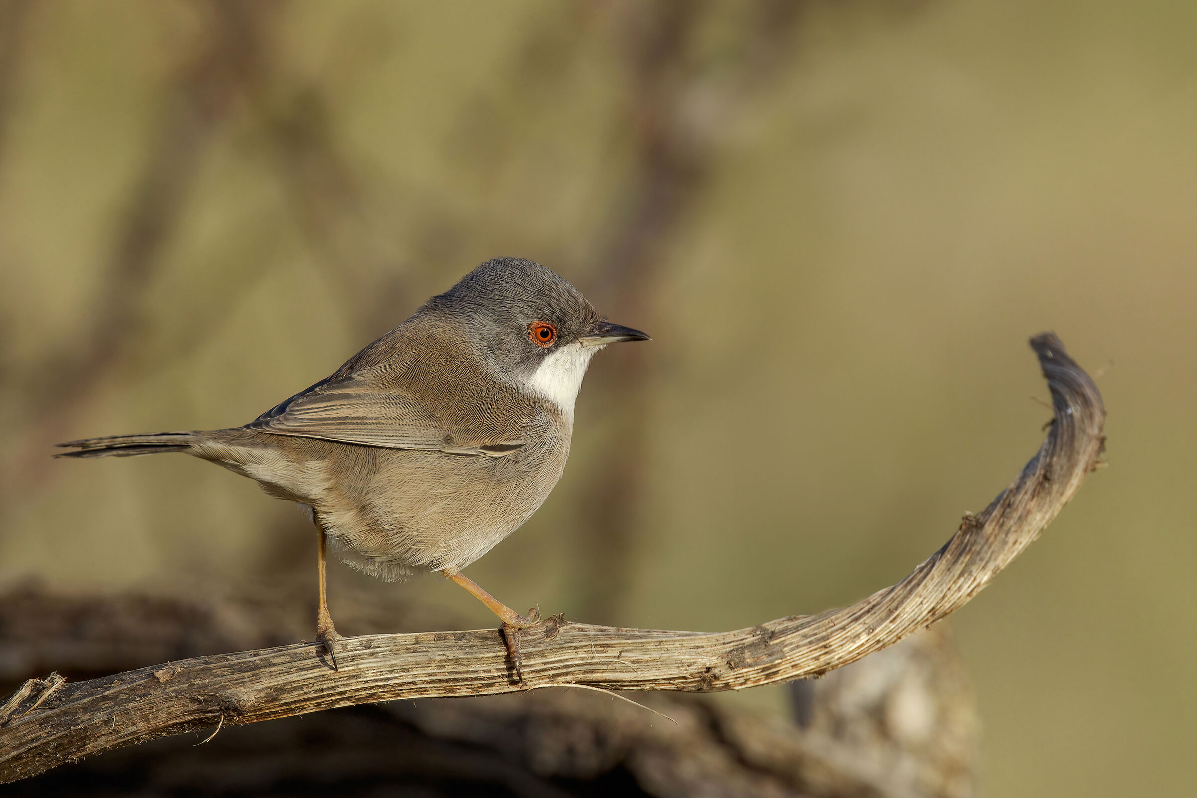 Warbler (Sylvia melanocephala)