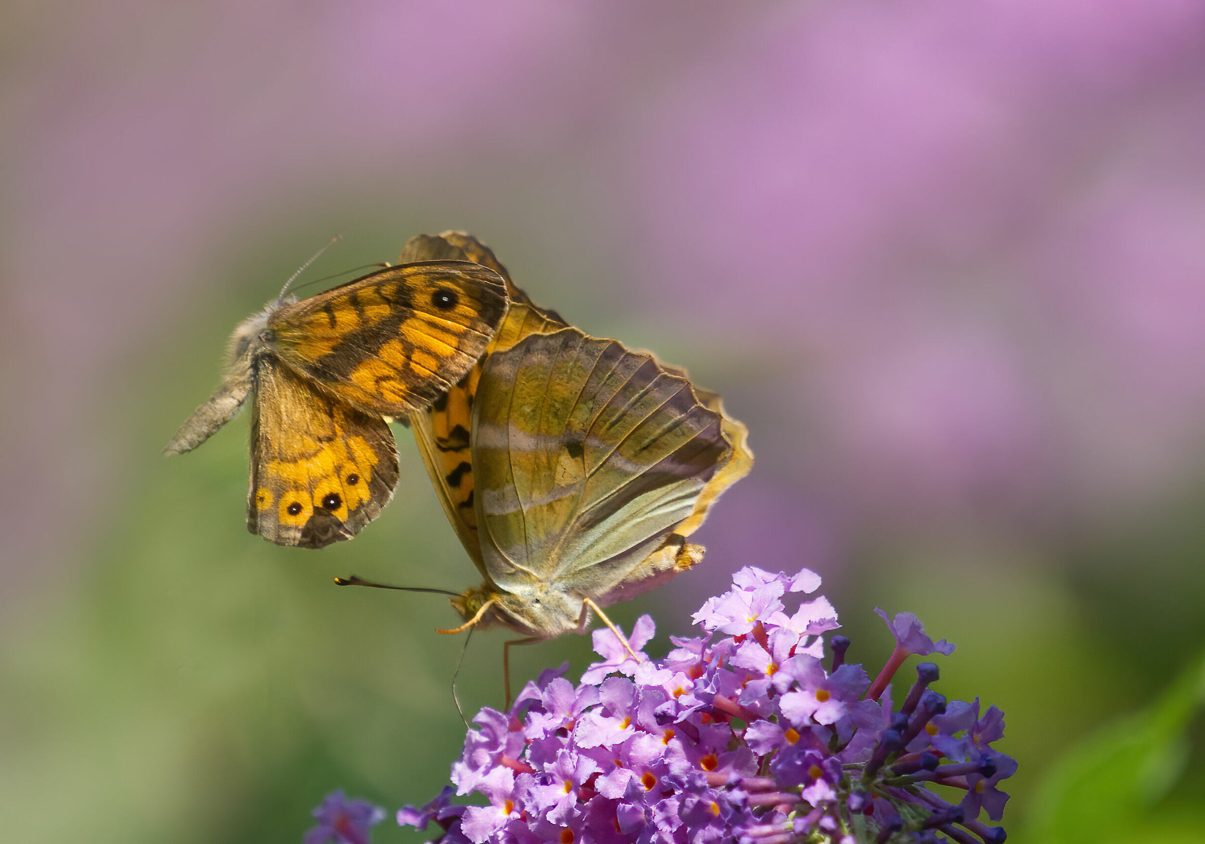 Scaramucce per un fiore