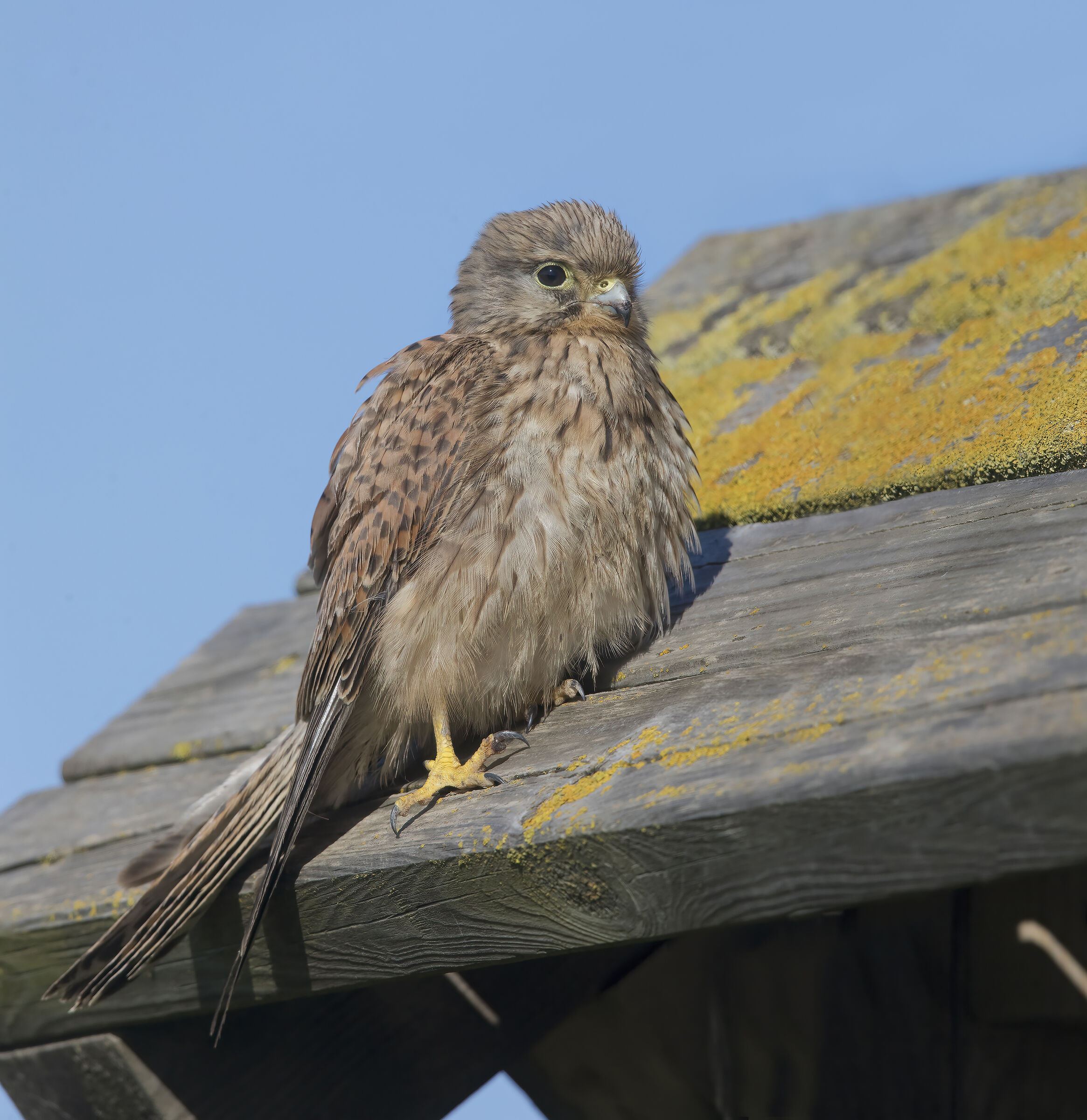 kestrel