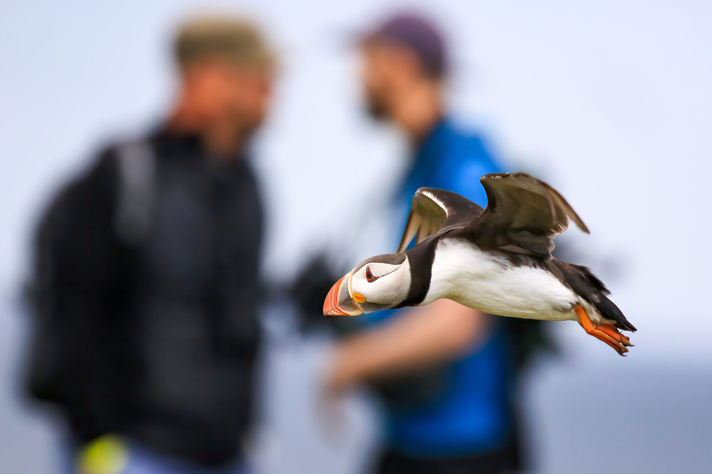 Distracted ornithologists