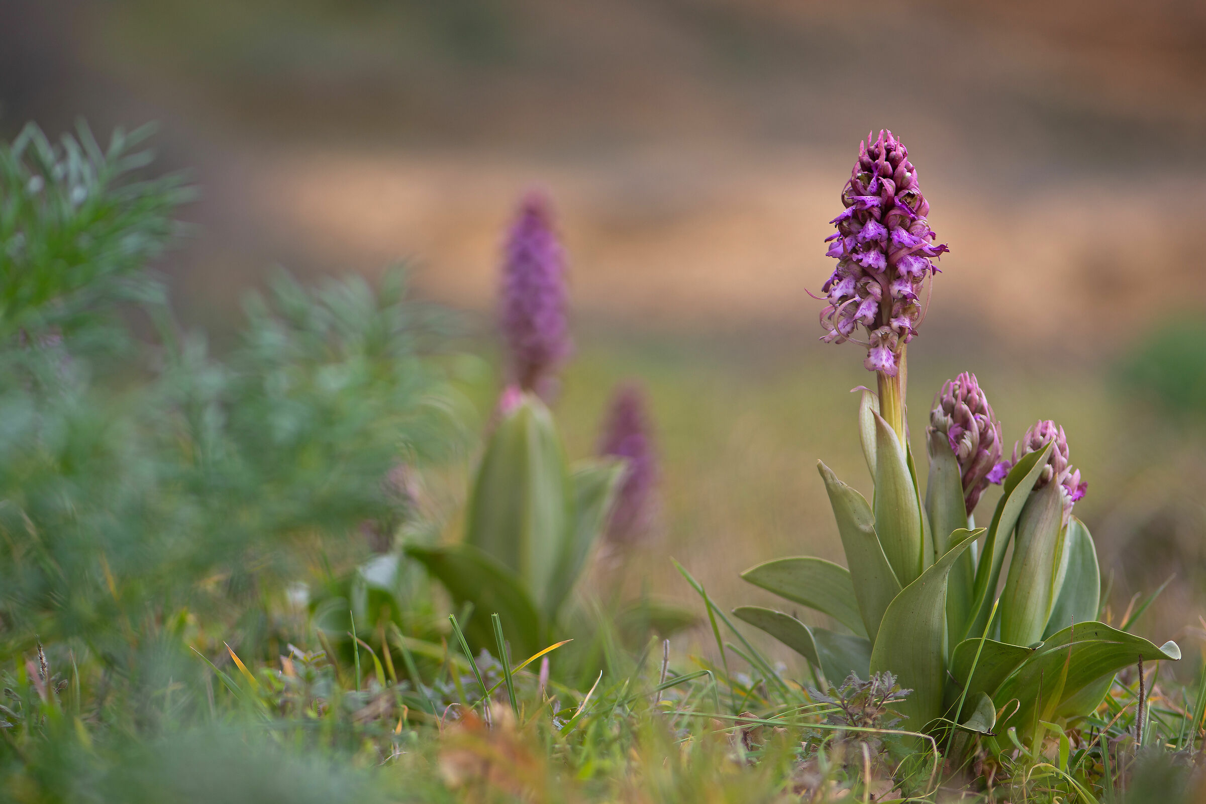 Himantoglossum robertianum