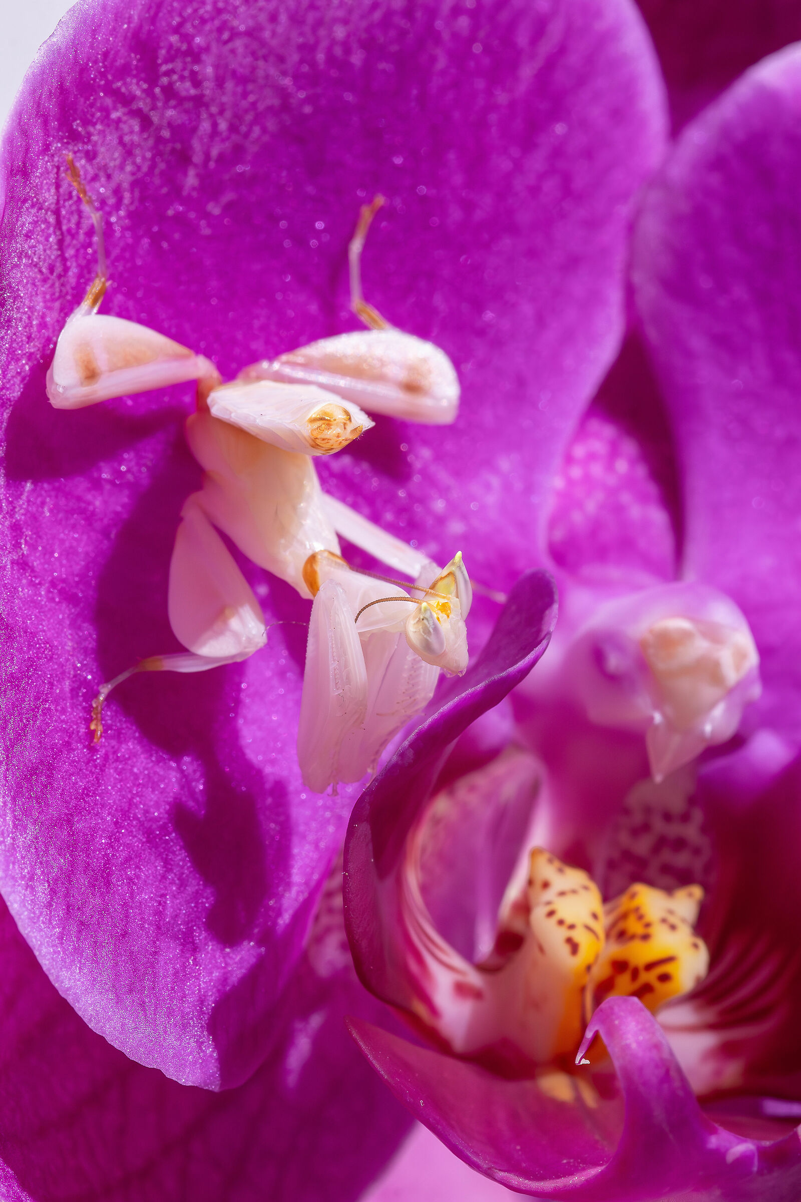 Orchid mantis at the "mirror"