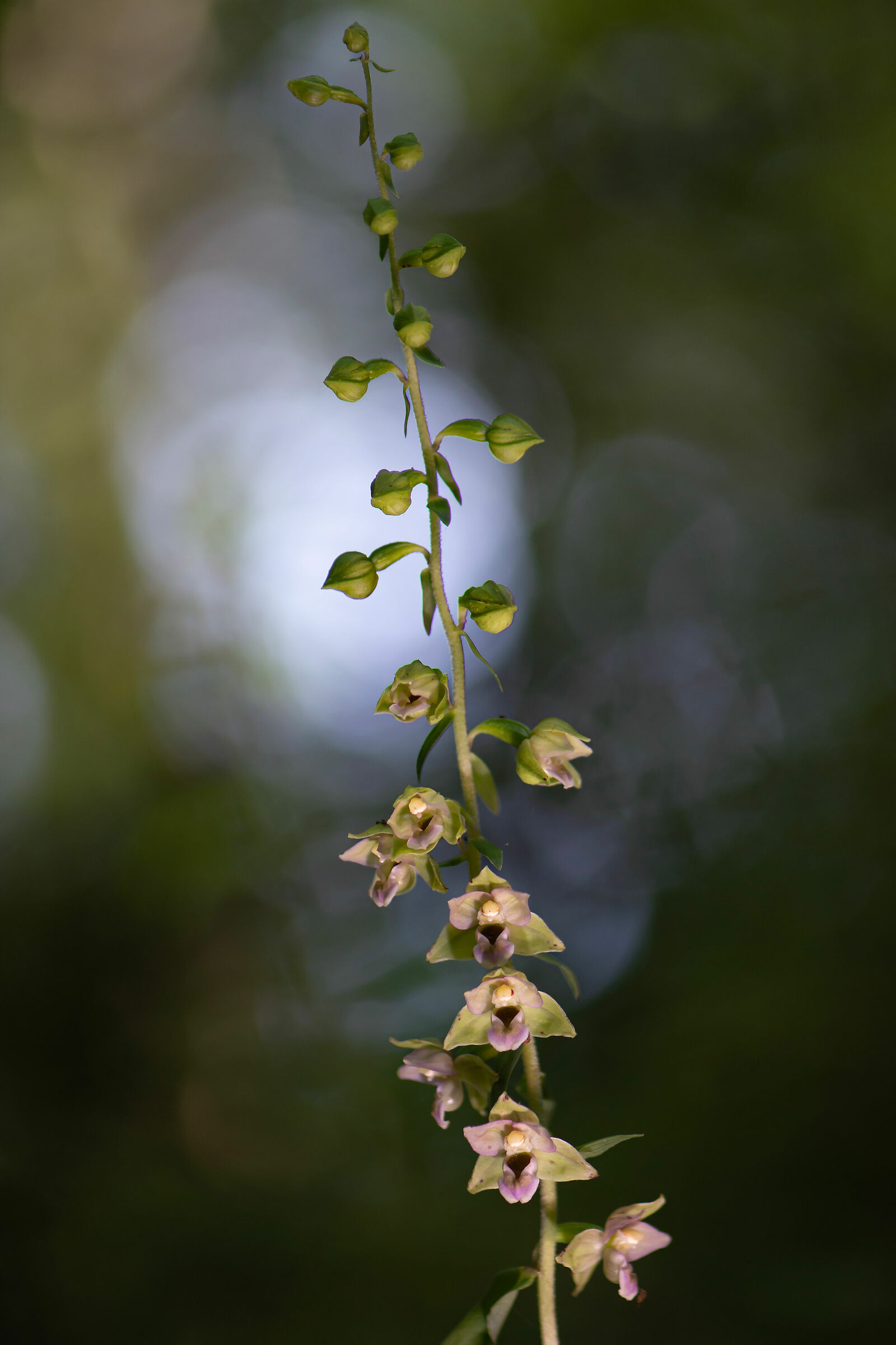 Epipactis helleborine