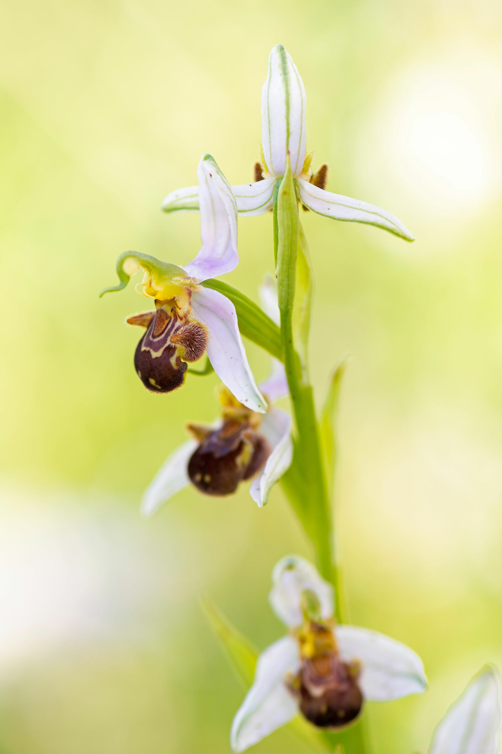 Ophrys apifera