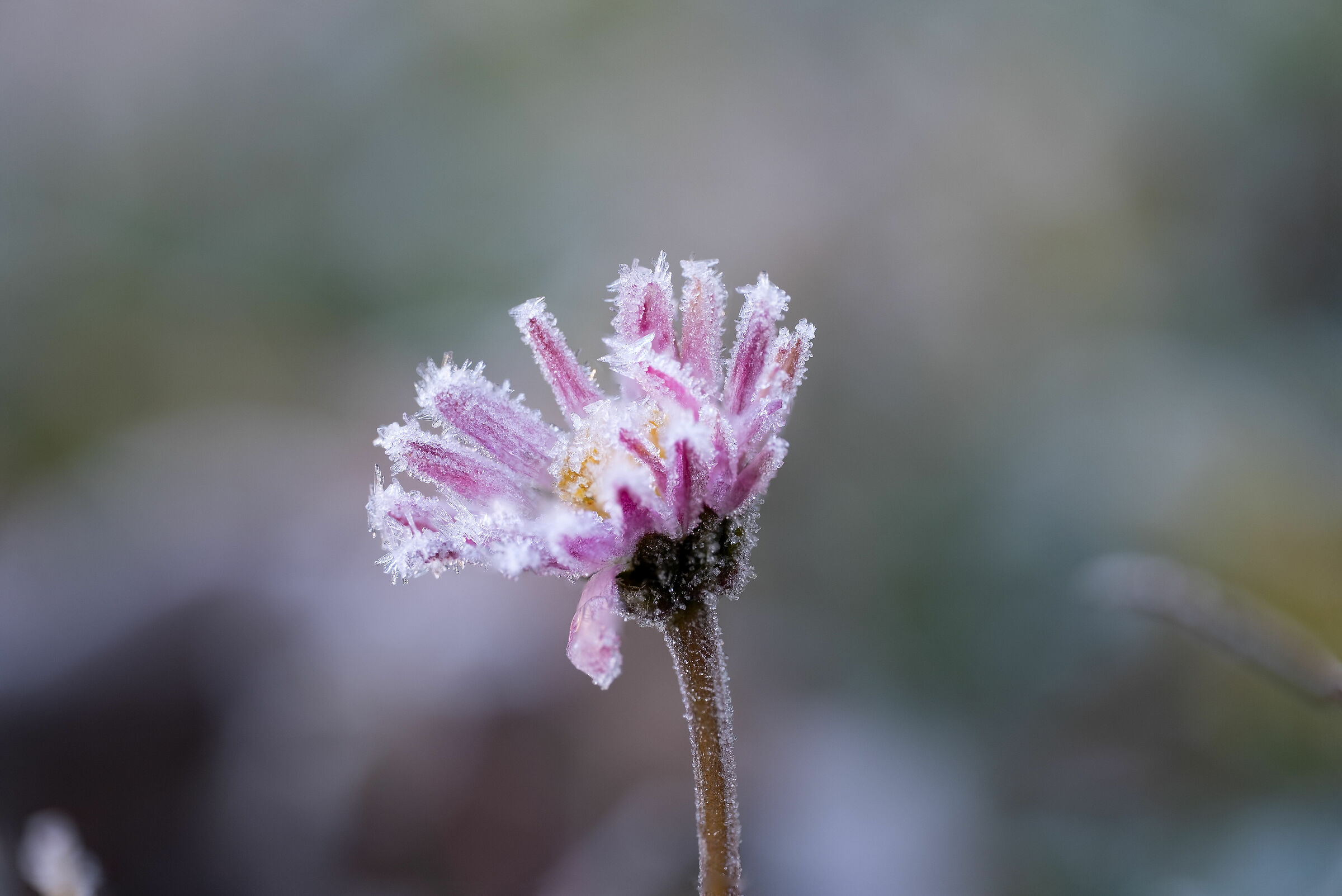 frozen daisy