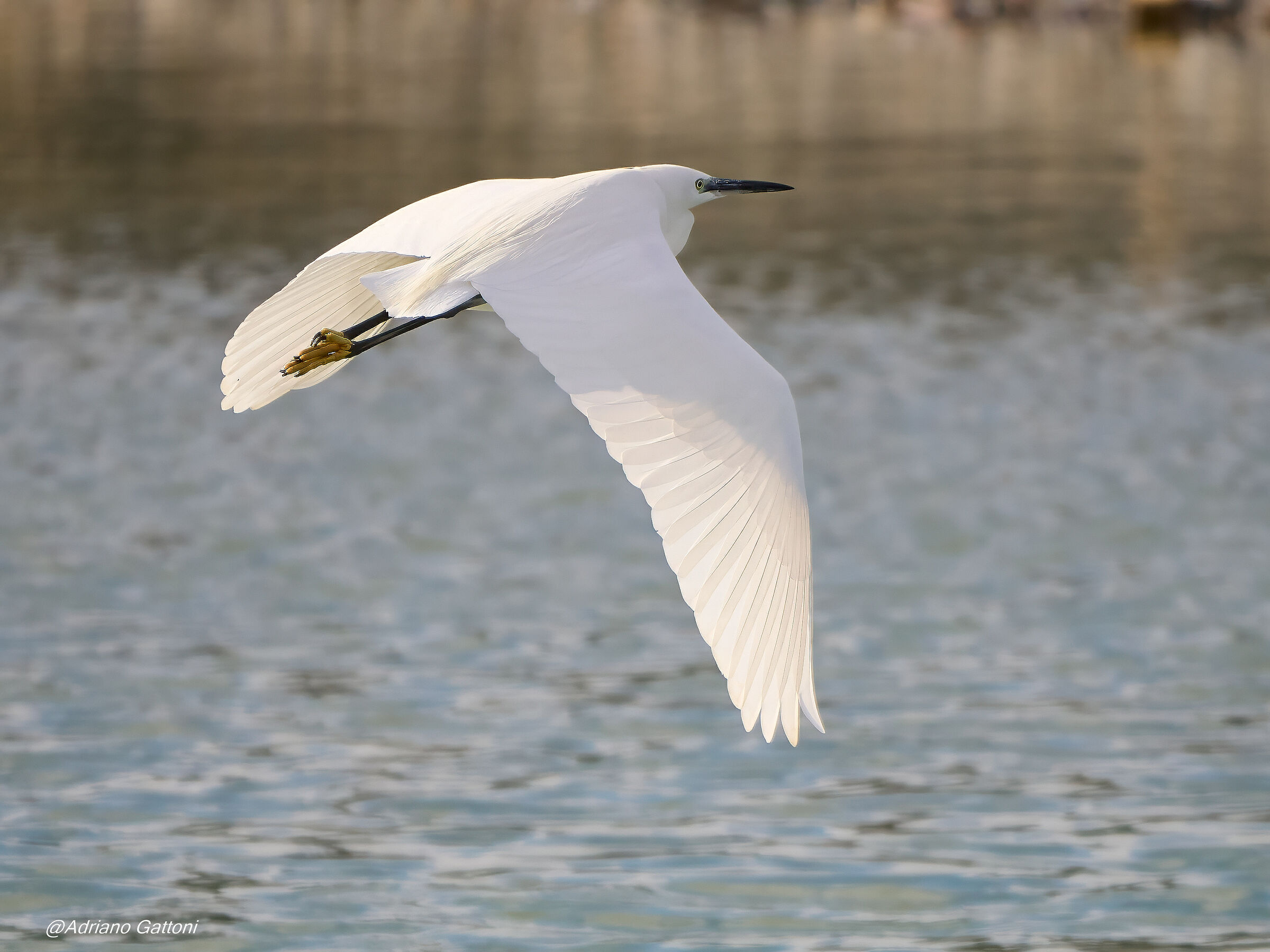 Il volo dell'airone bianco