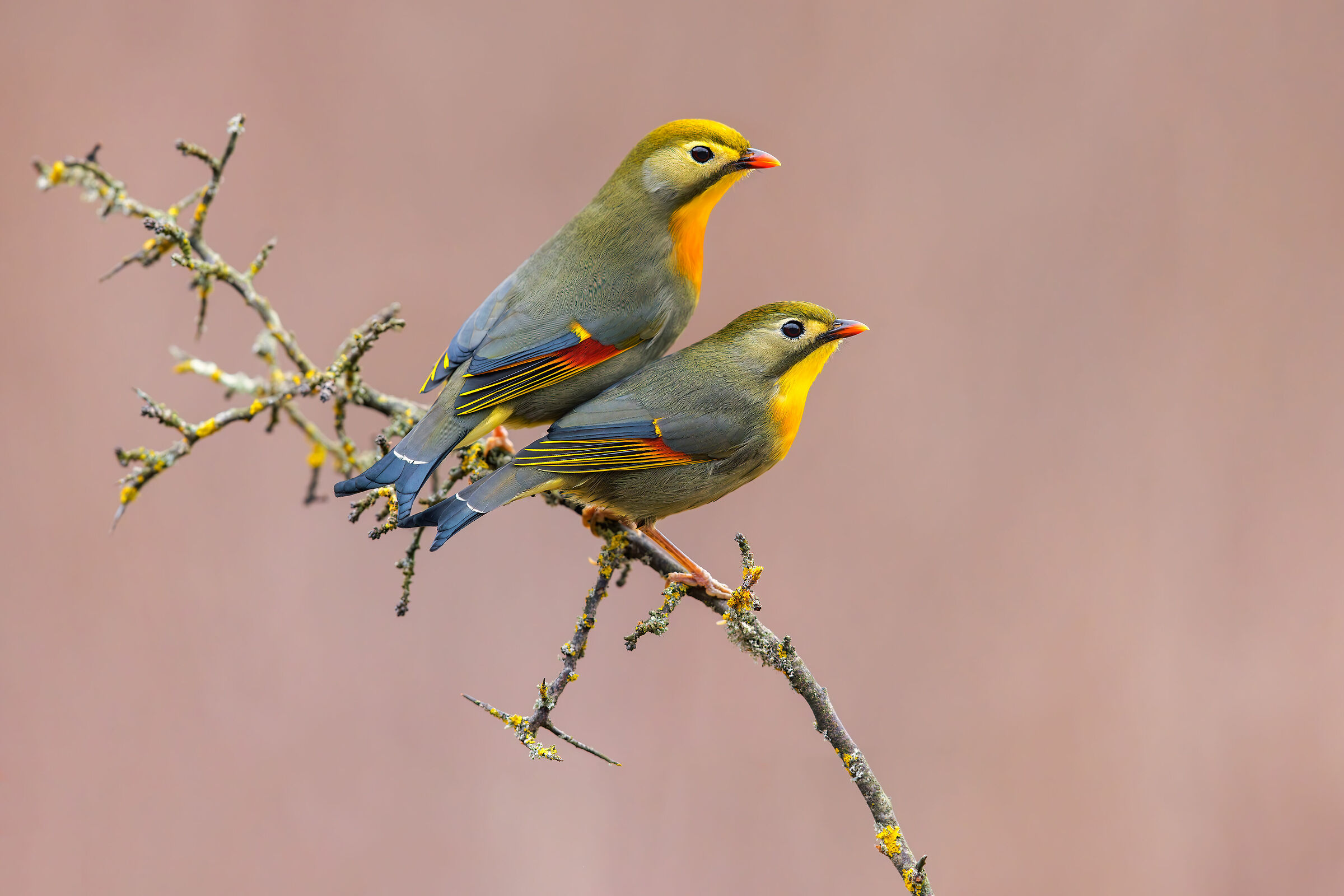 Usignoli del Giappone