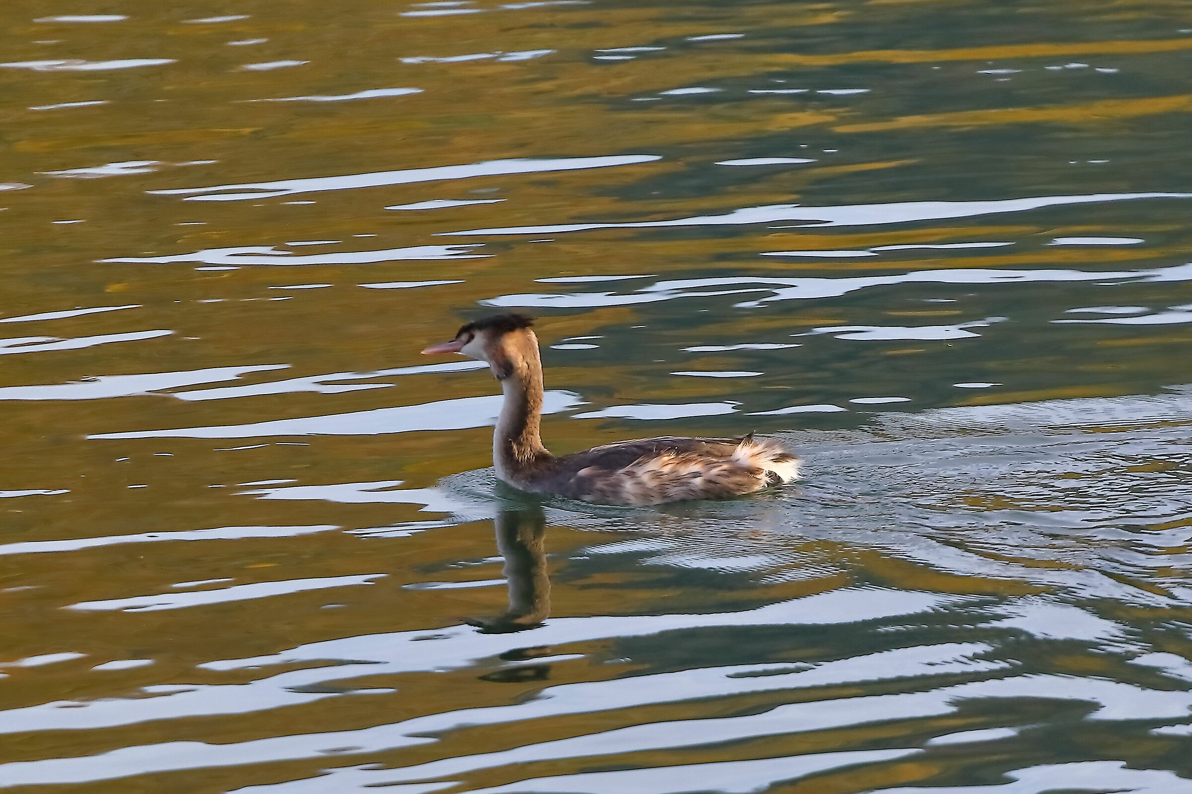 Grebe 13-11-2023