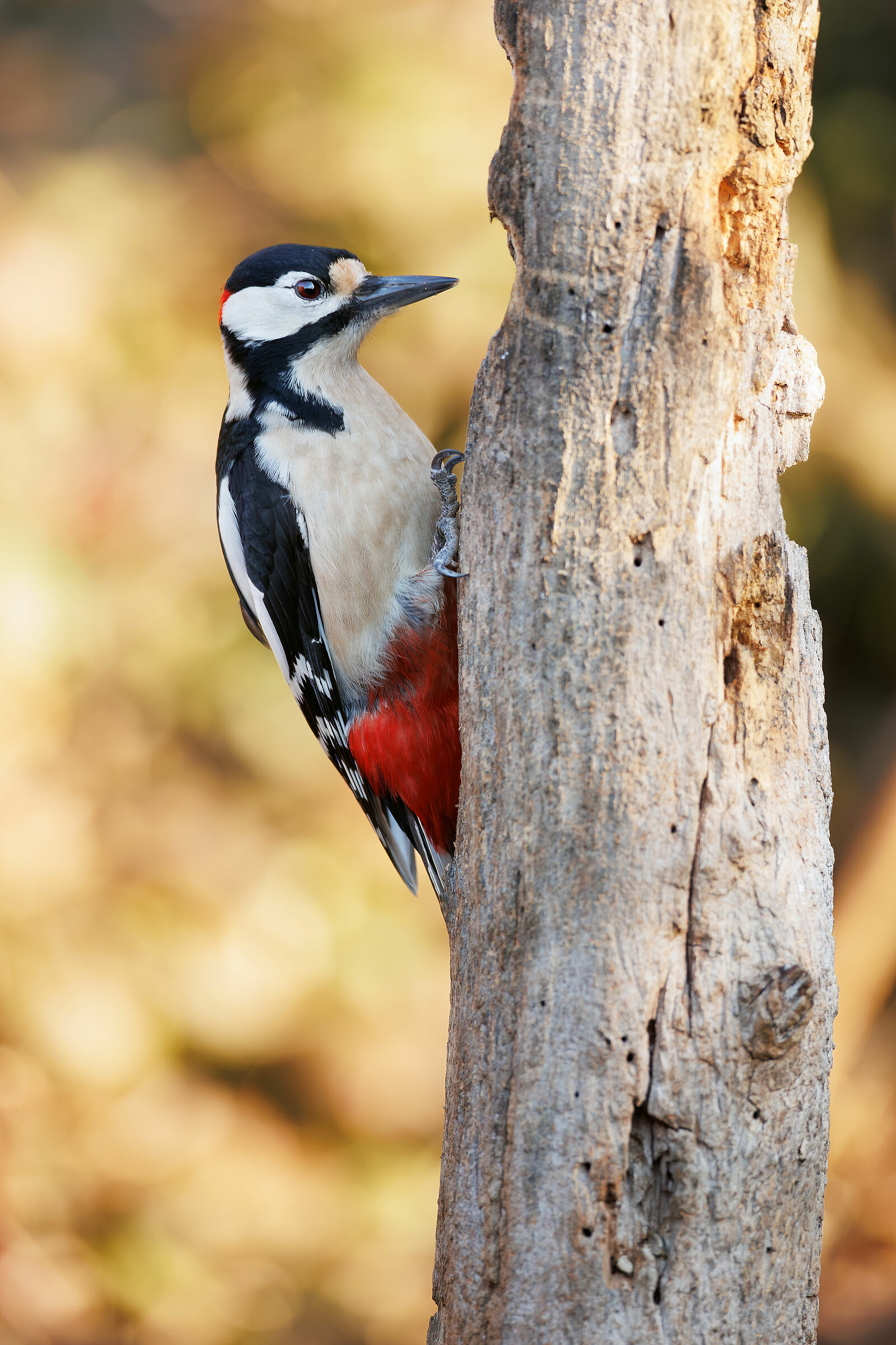My first woodpecker