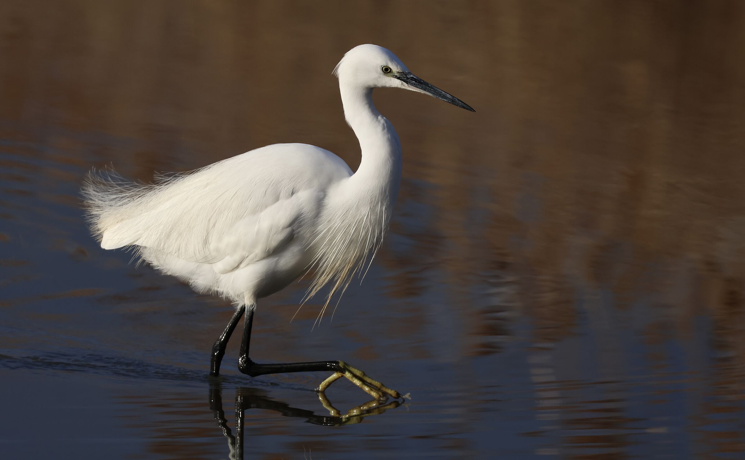 Egret at sunset