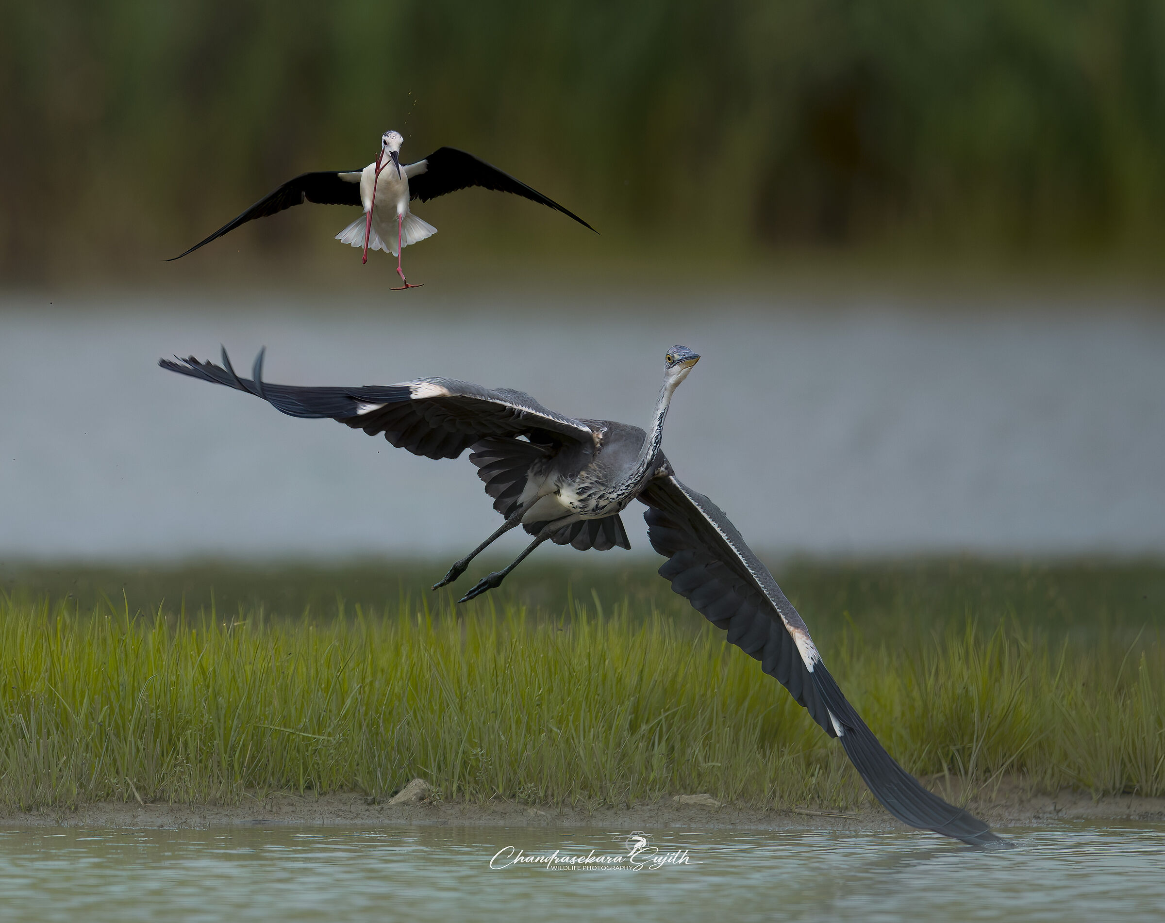 Cenarino vs Cavaliere Italia