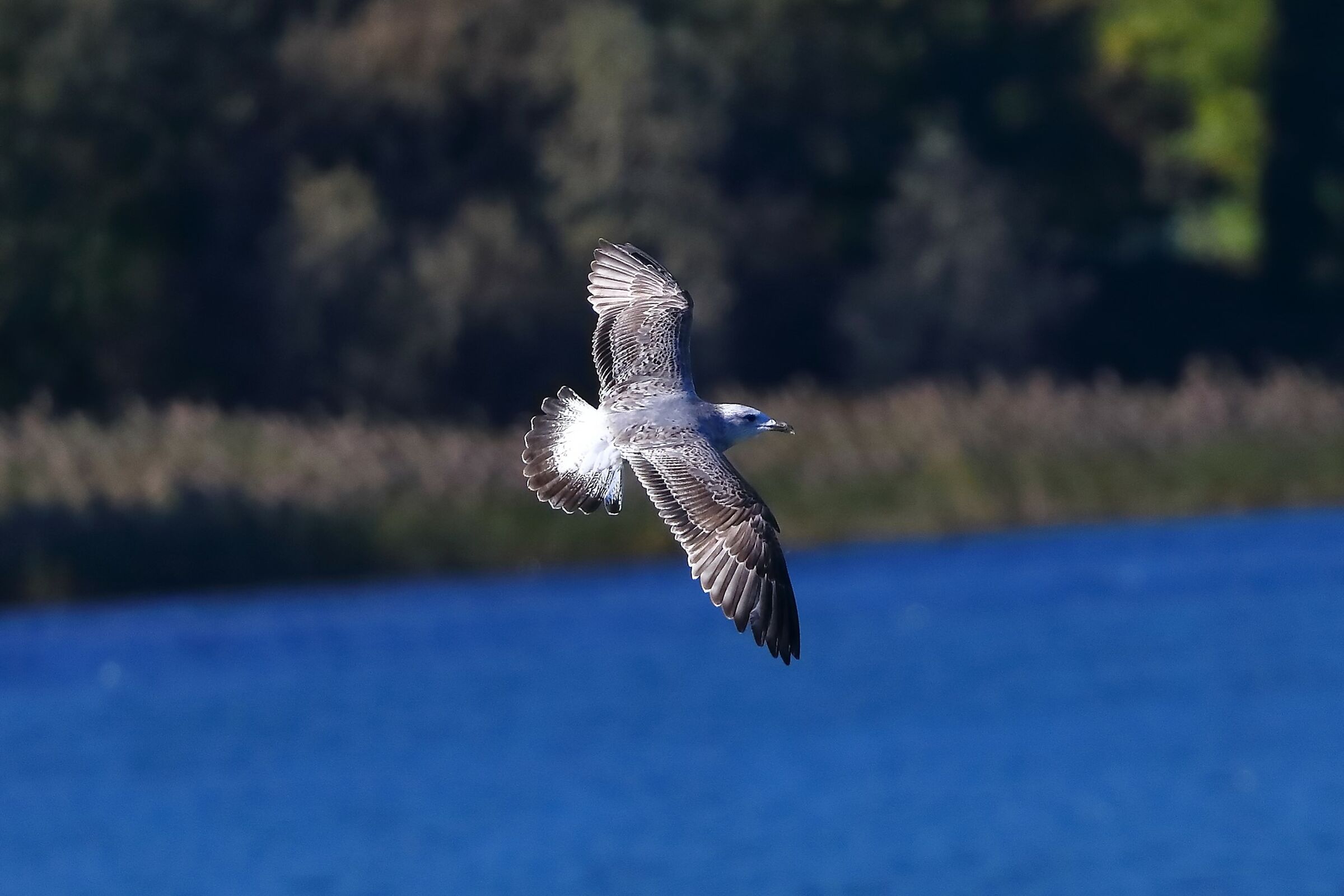 Seagull R 11-11-2023