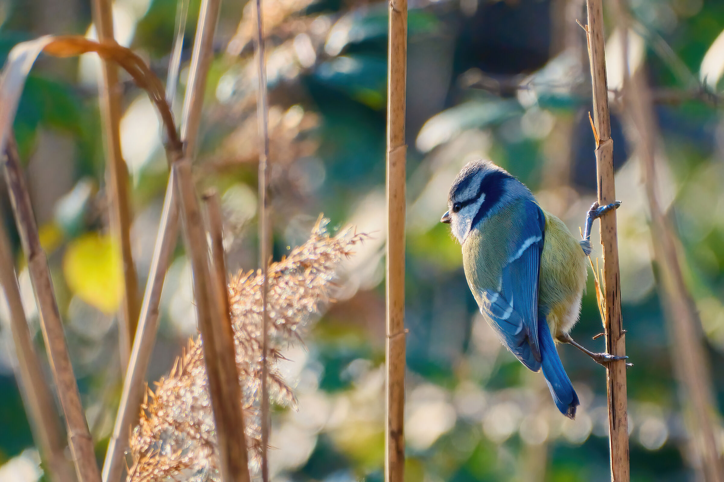 Cinciarella nel canneto