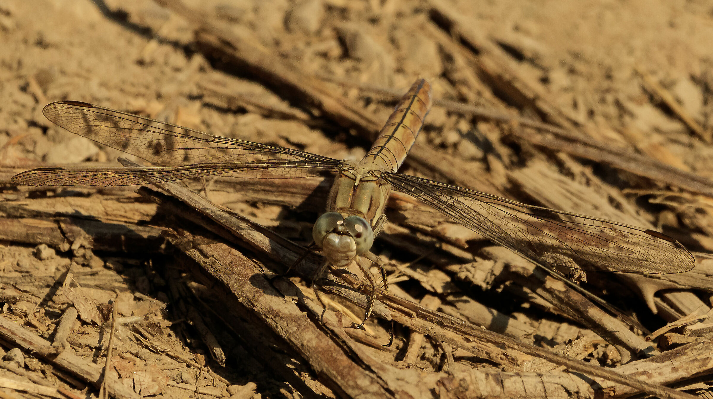 libellula orthetrum brunneum maschio Senago MI 16/07/22