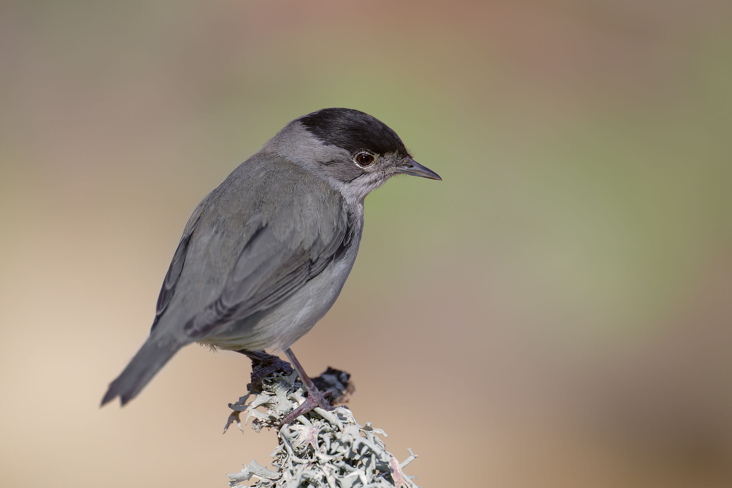 BLACKCAP