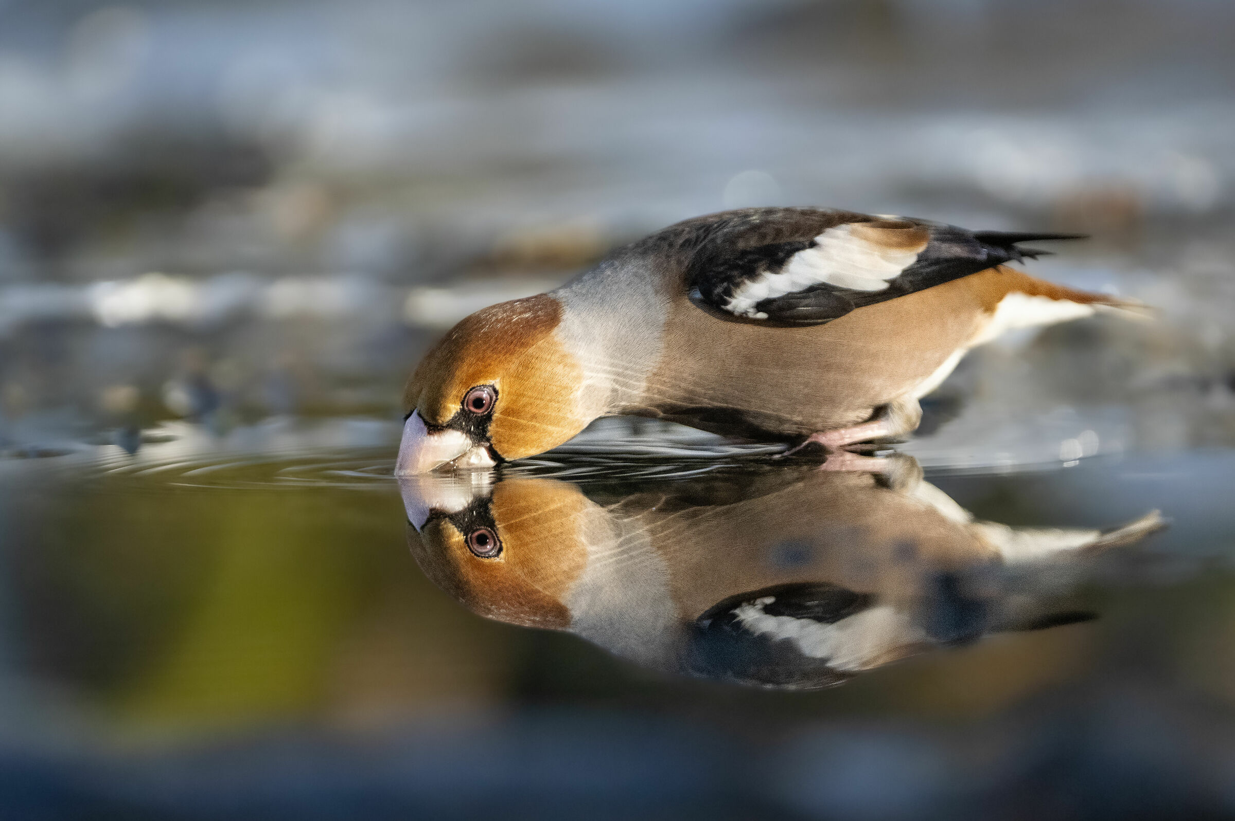 Frosone, the presence of water sources is essential