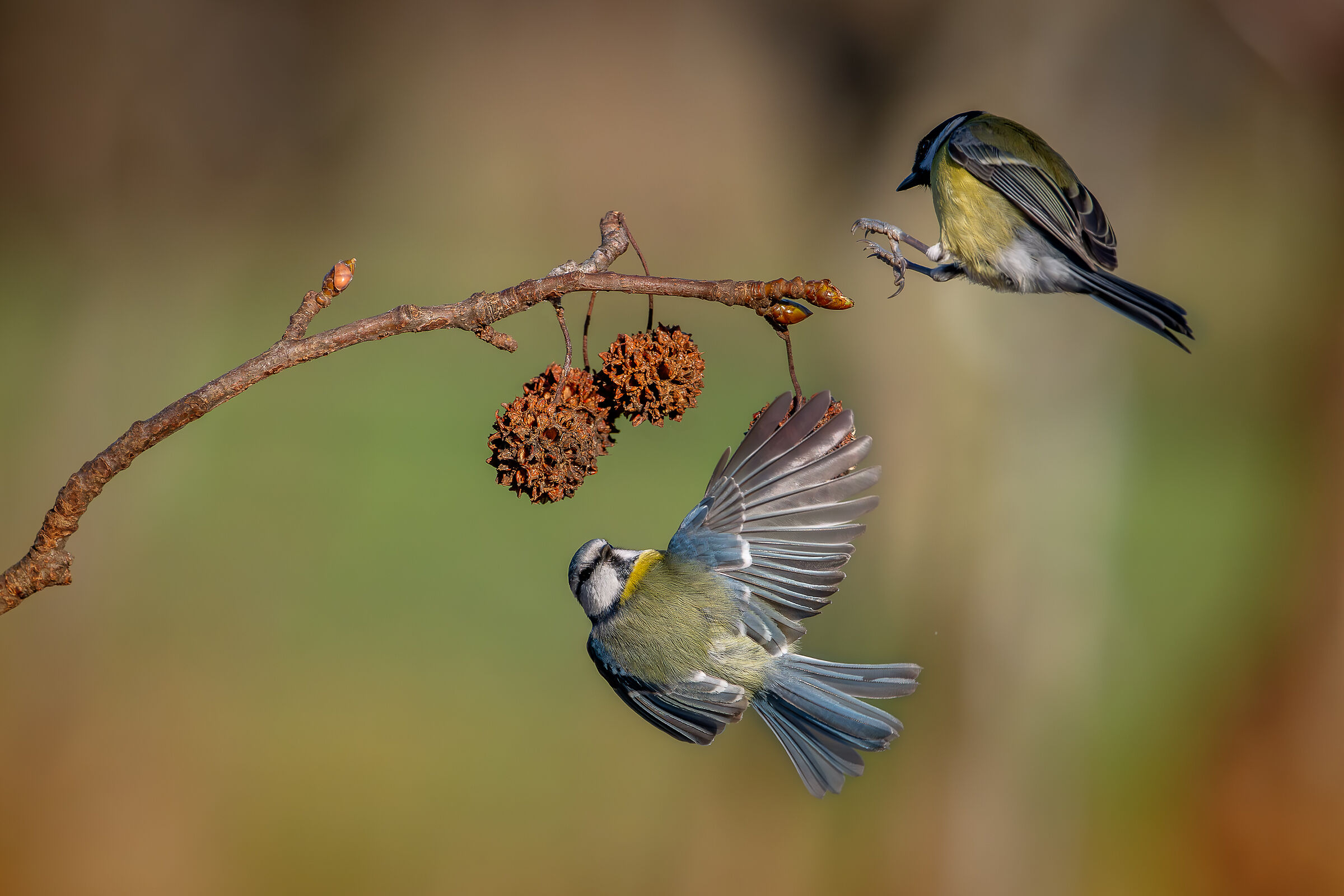 Cinciarella #capannocora