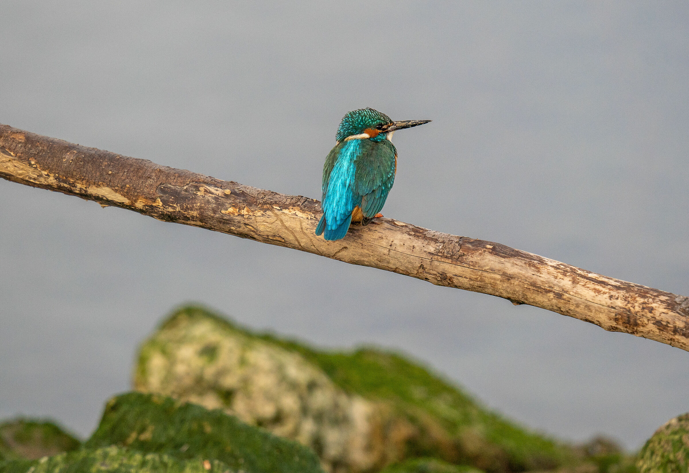 kingfisher