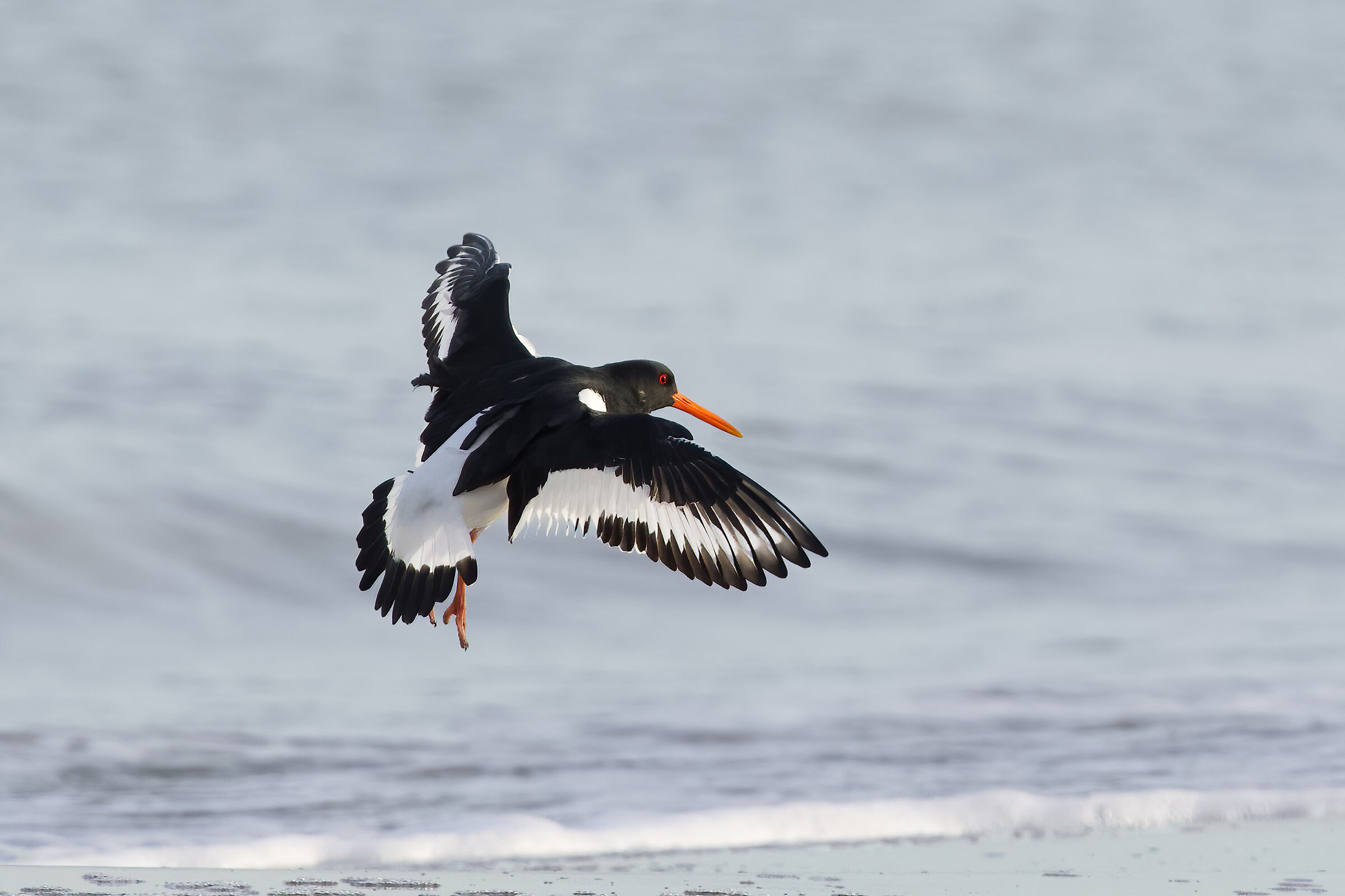Oystercatcher (Haematopus ostralegus)