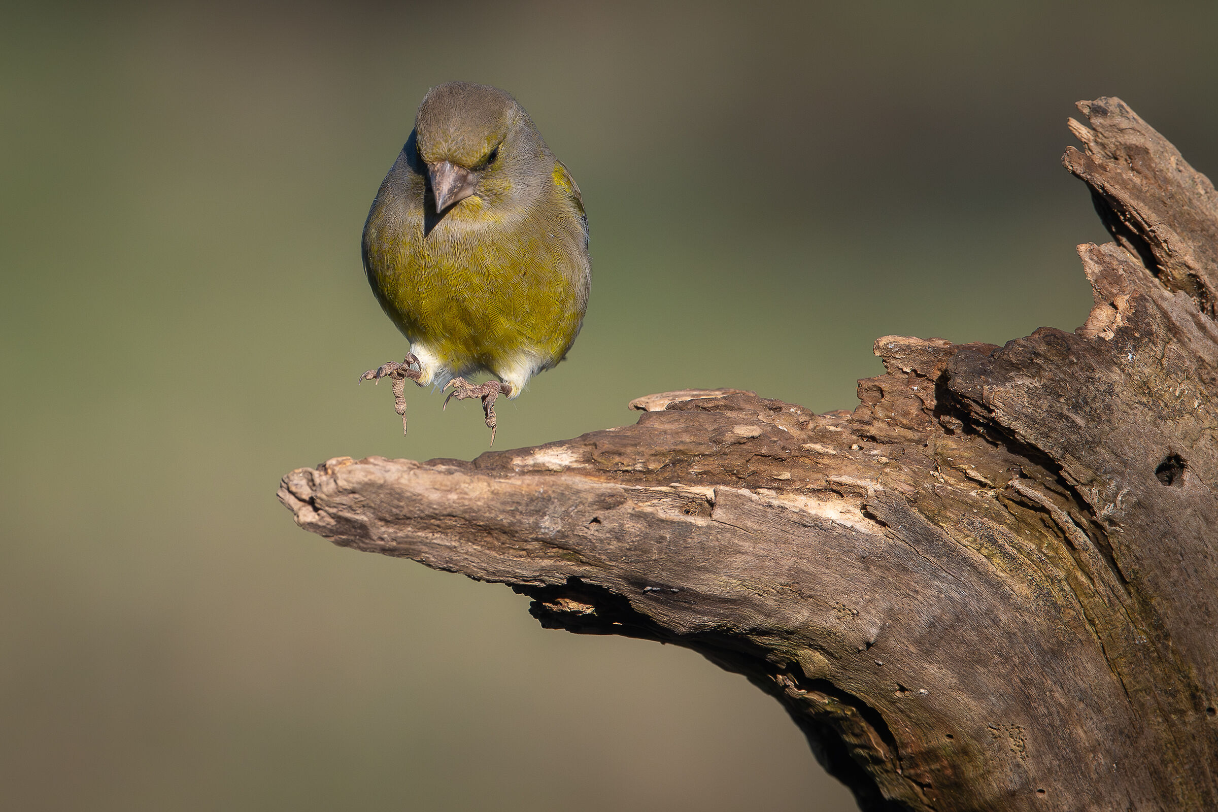 Verdone "un saltino" Lombardy January 2024