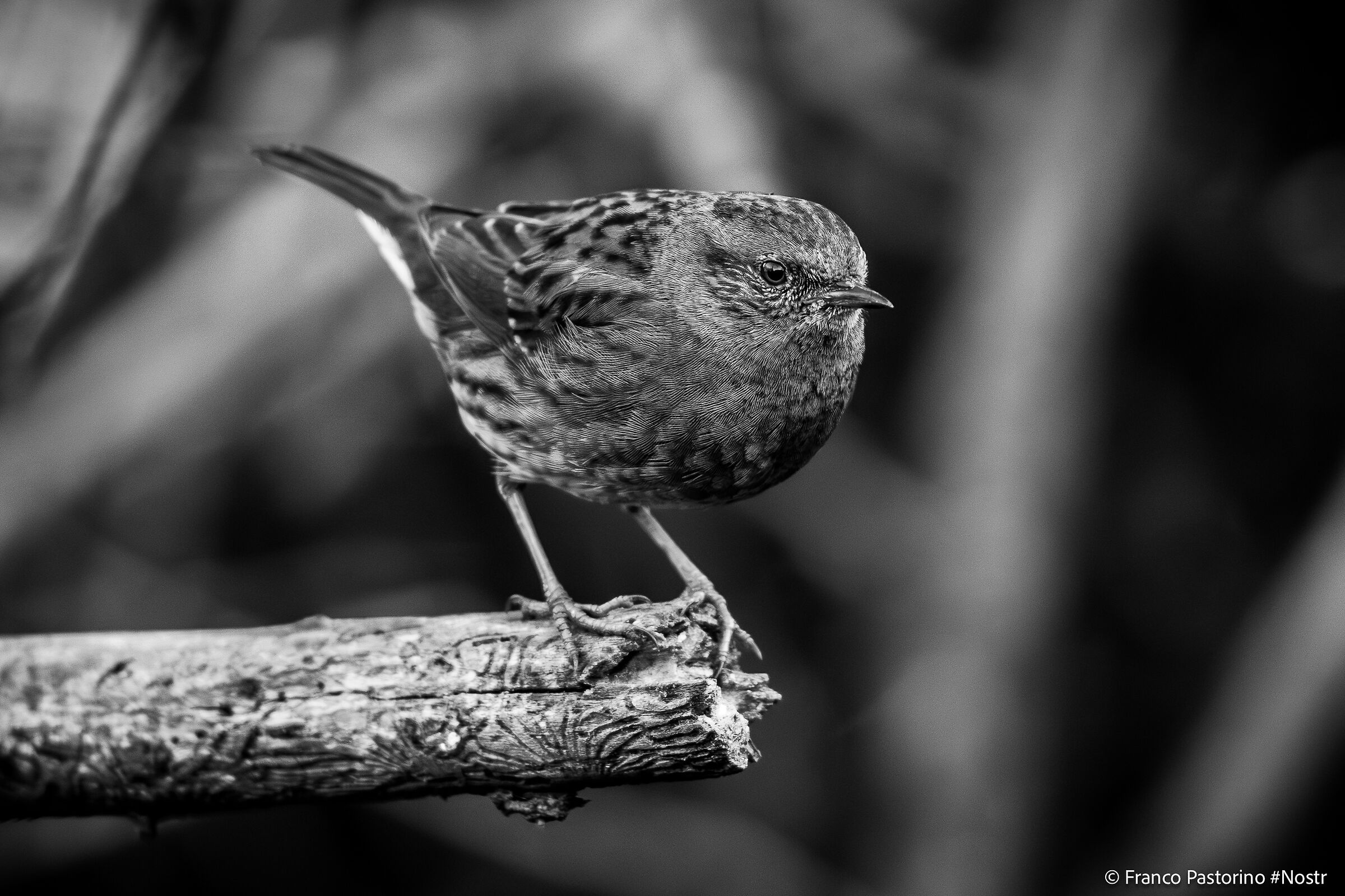 Passera Scopaiola in cattiva luce