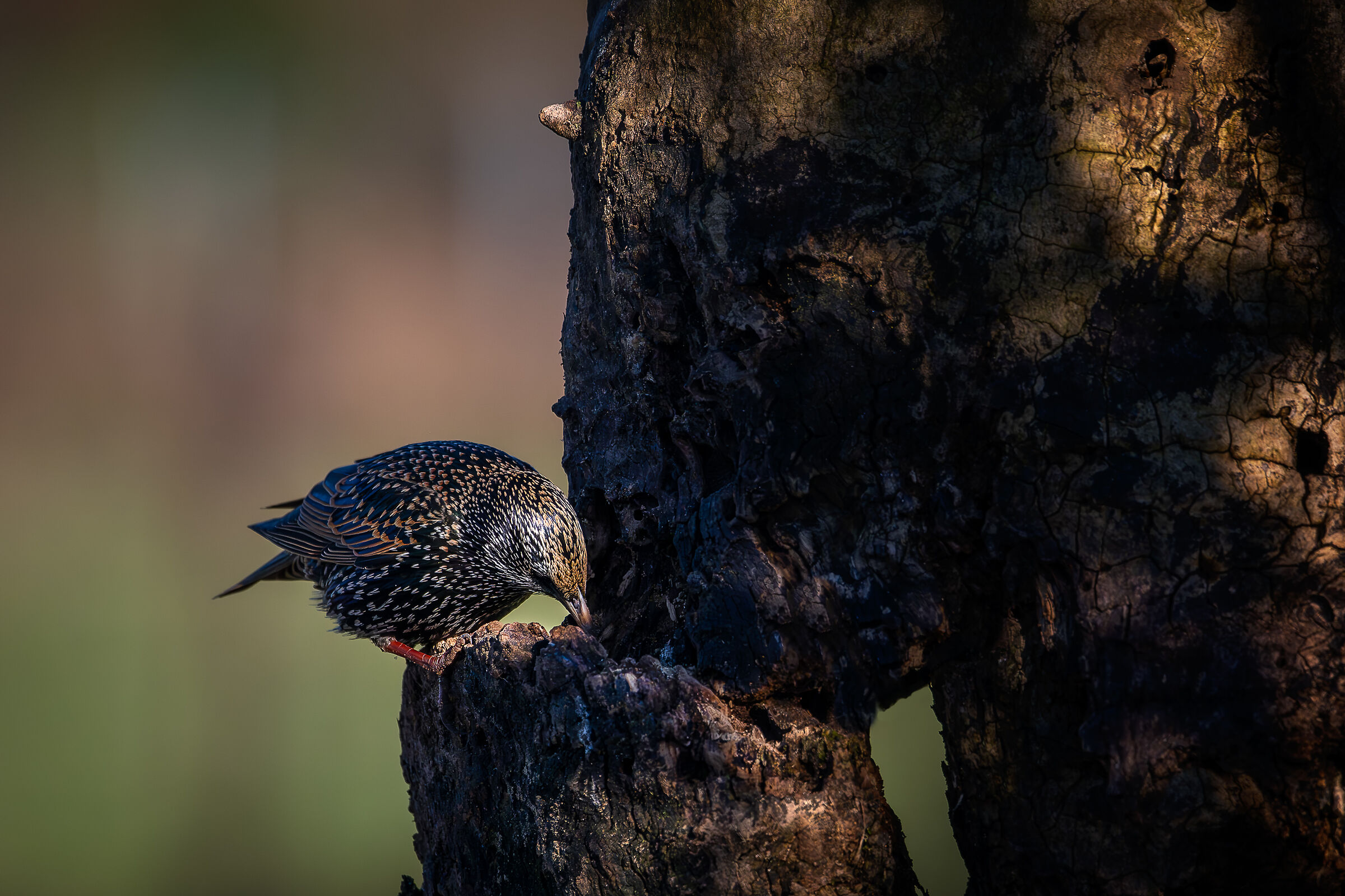 Reversal #capannocora