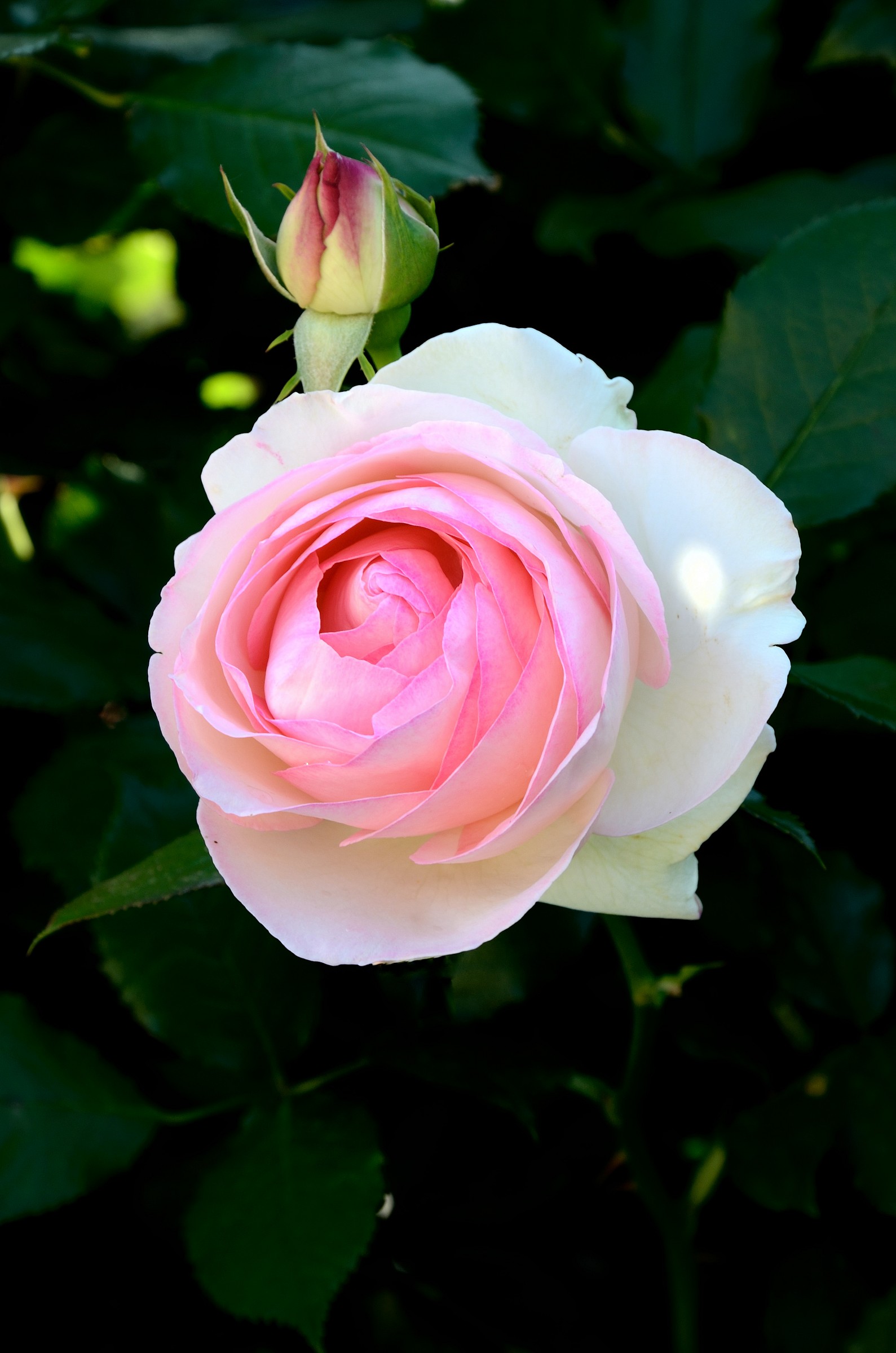 Rosa Pierre de Ronsard