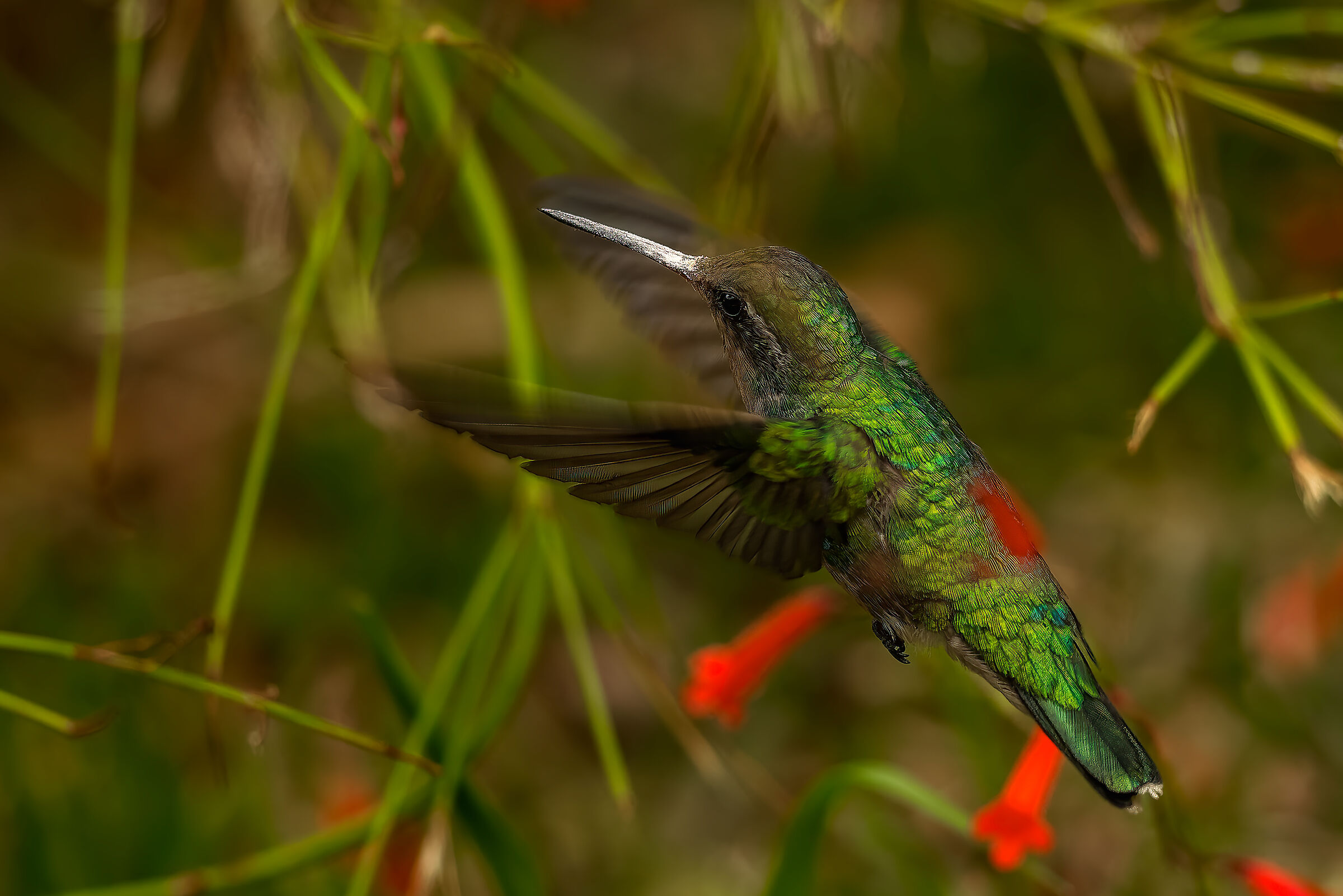 Chlorostilbon lucidus n.4