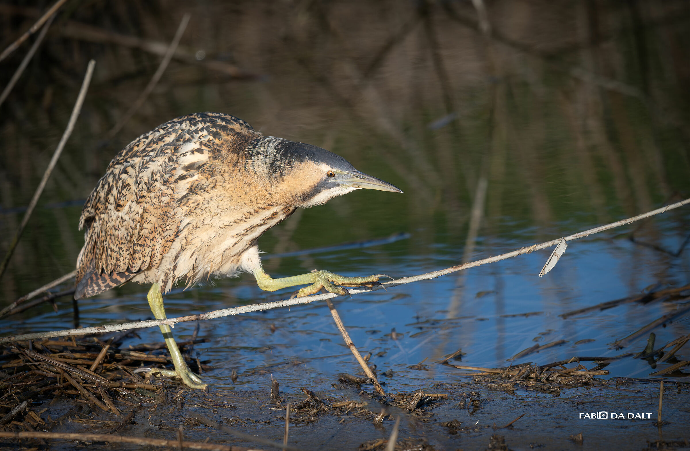 Bittern