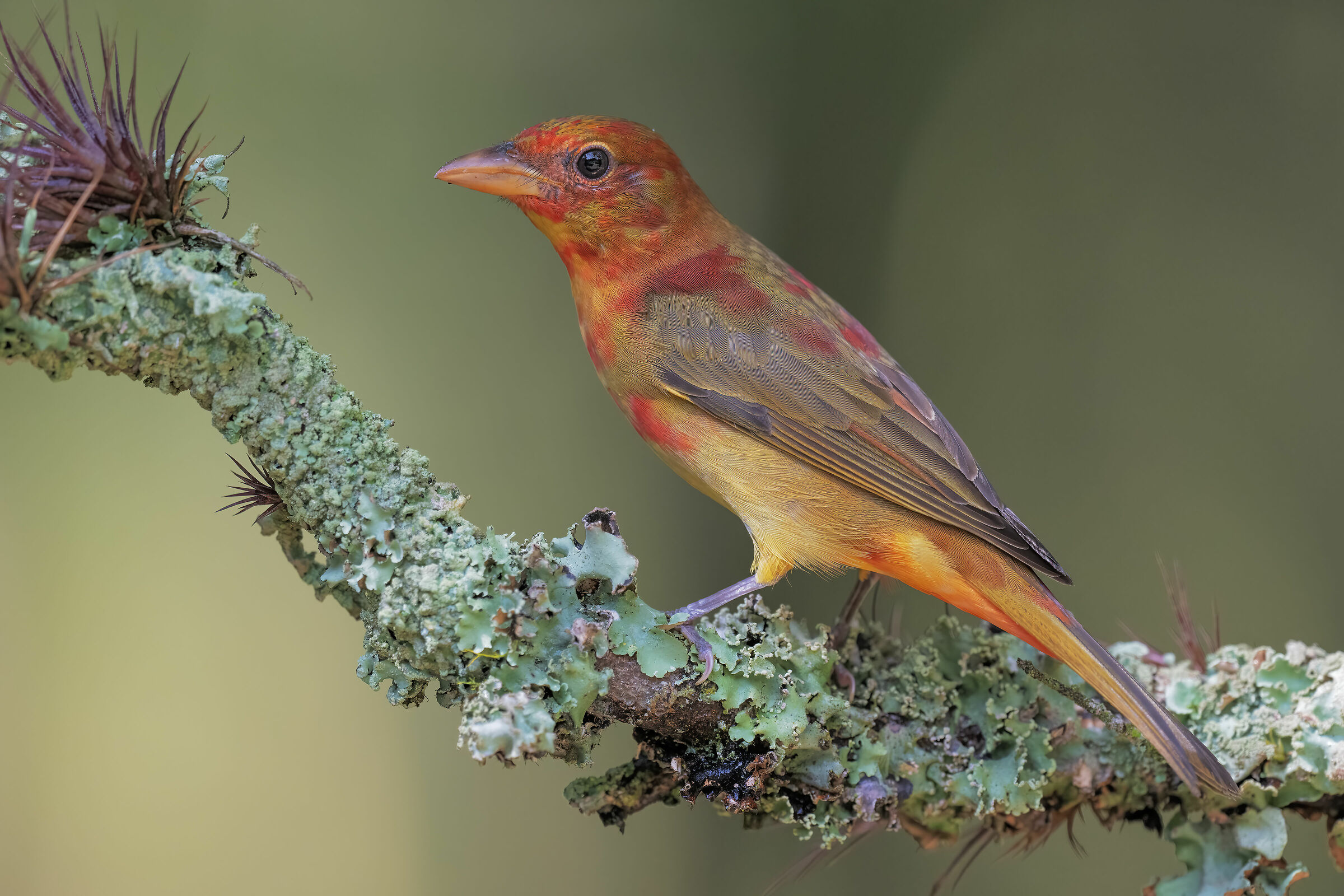 Un americano in Ecuador