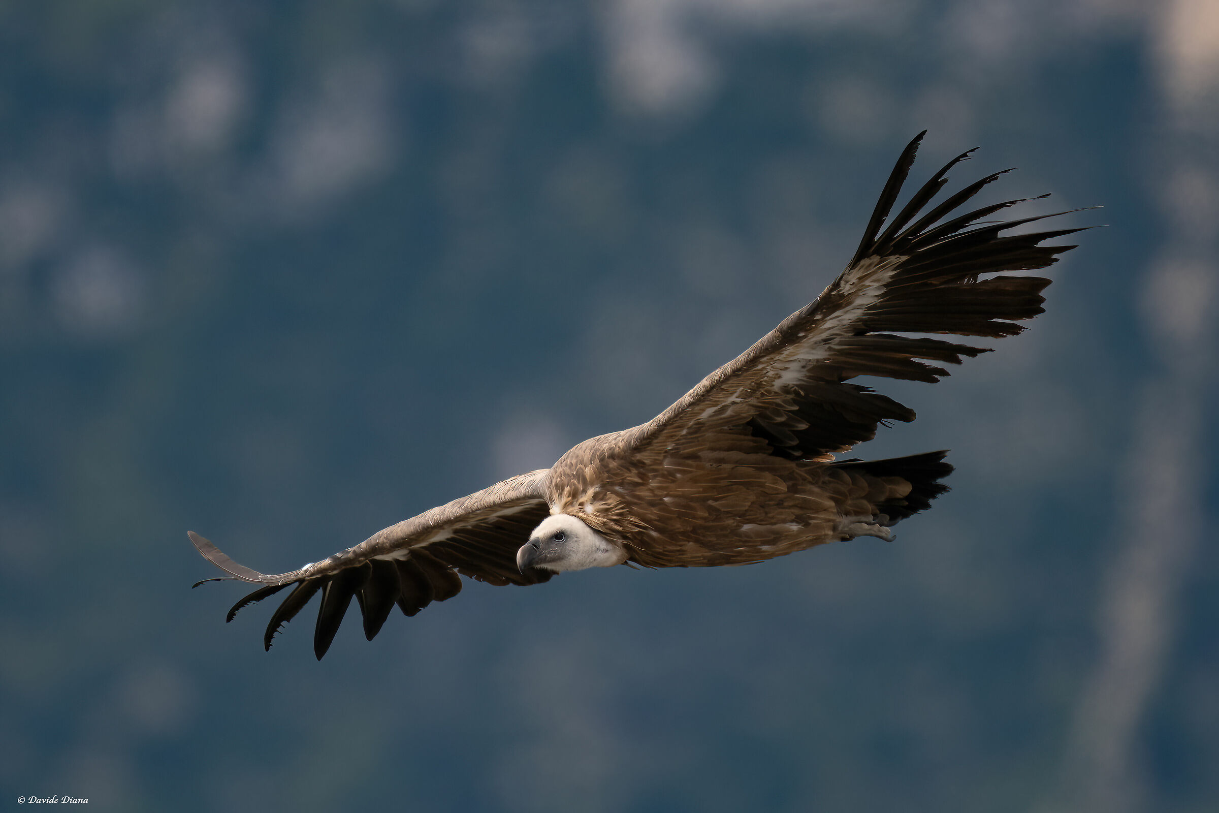 Griffon vultures - fulvus - Cottian Alps