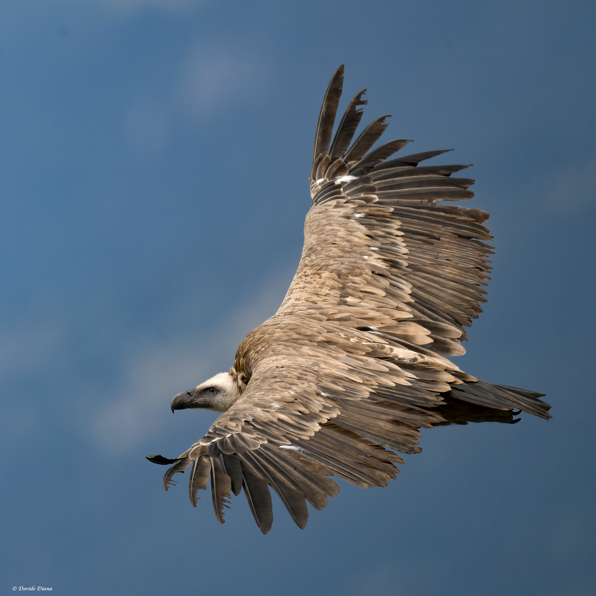 Griffon vultures - fulvus - Cottian Alps