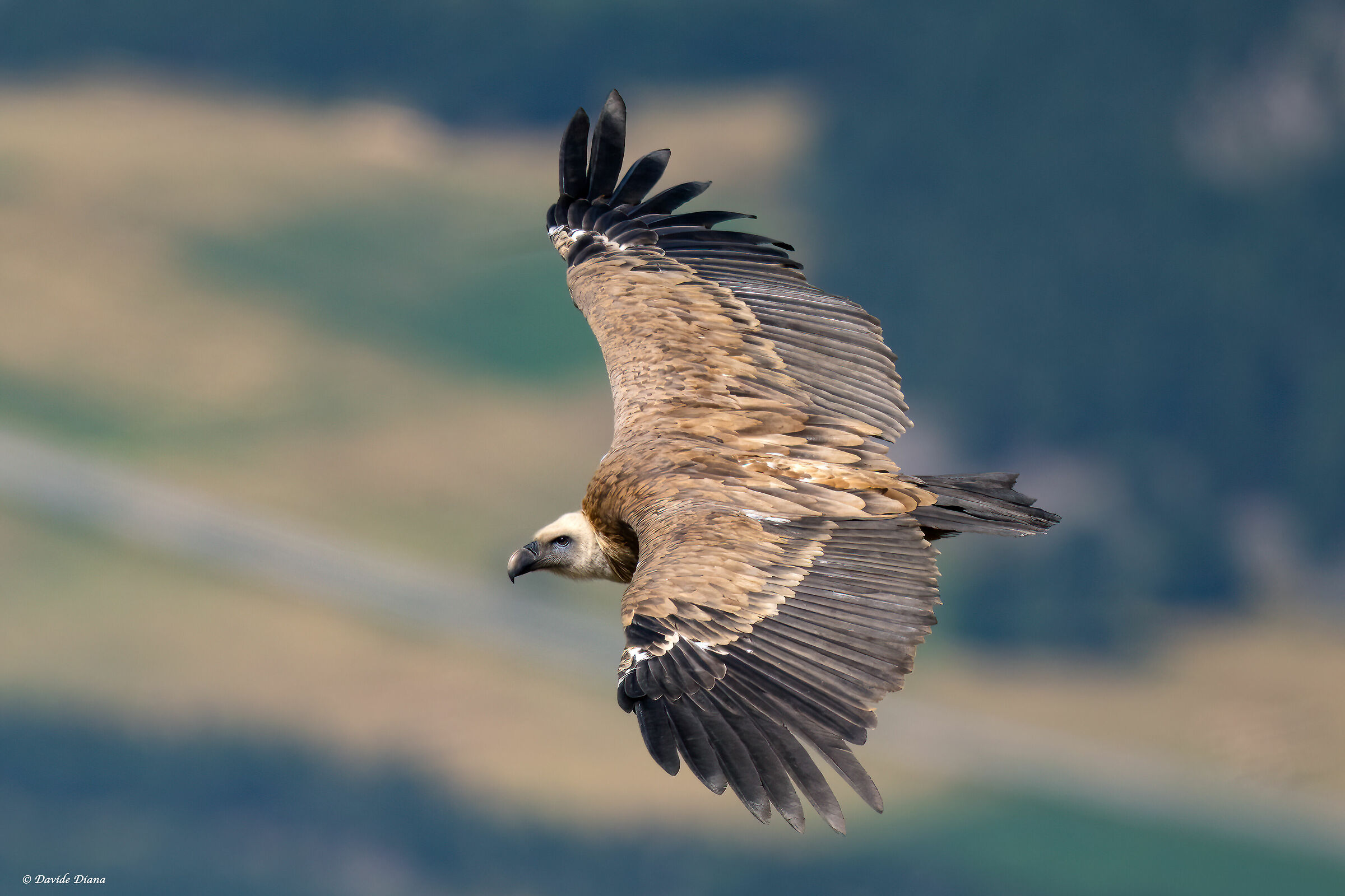 Griffon vultures - fulvus - Cottian Alps